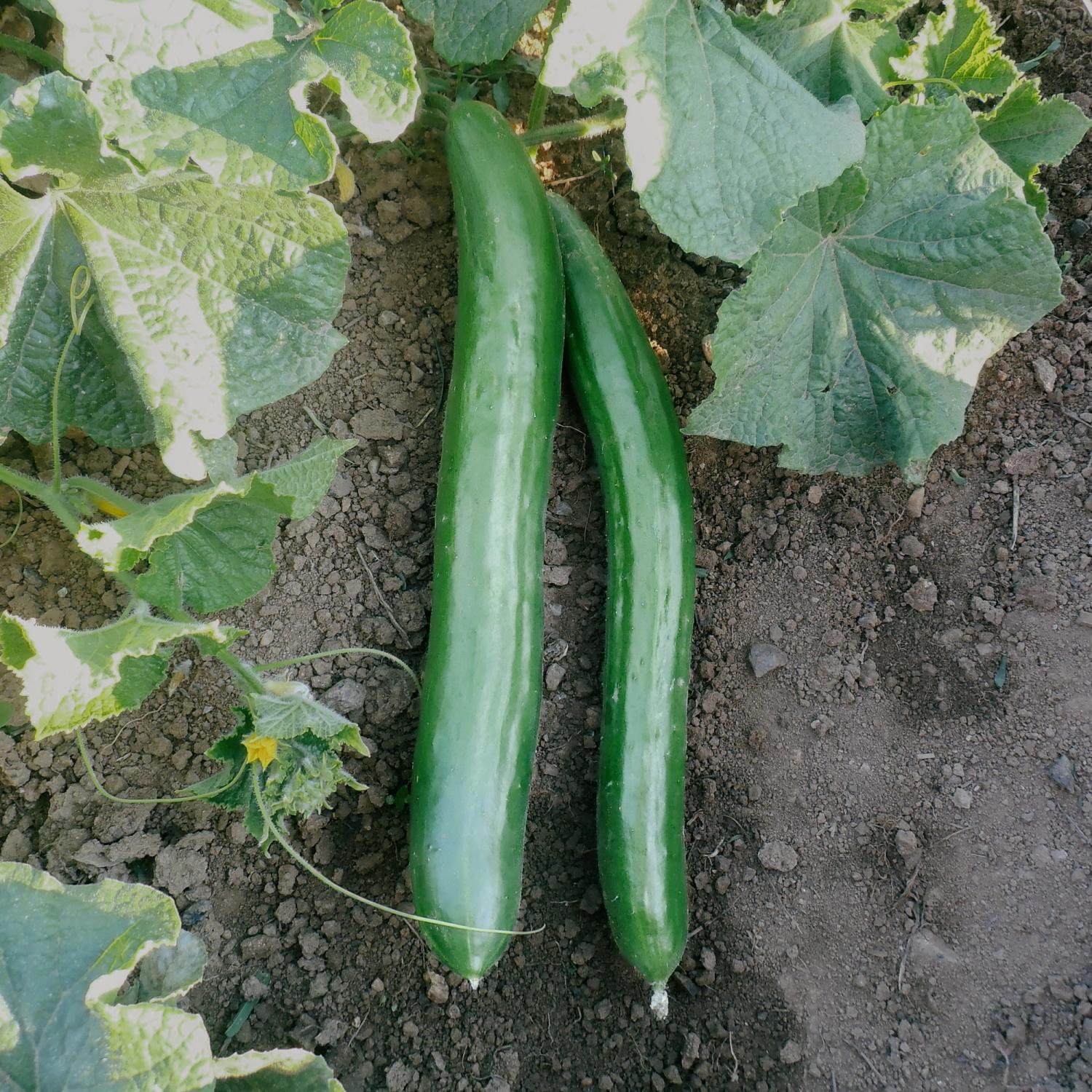 Gergana (Cucumis sativus) Samen