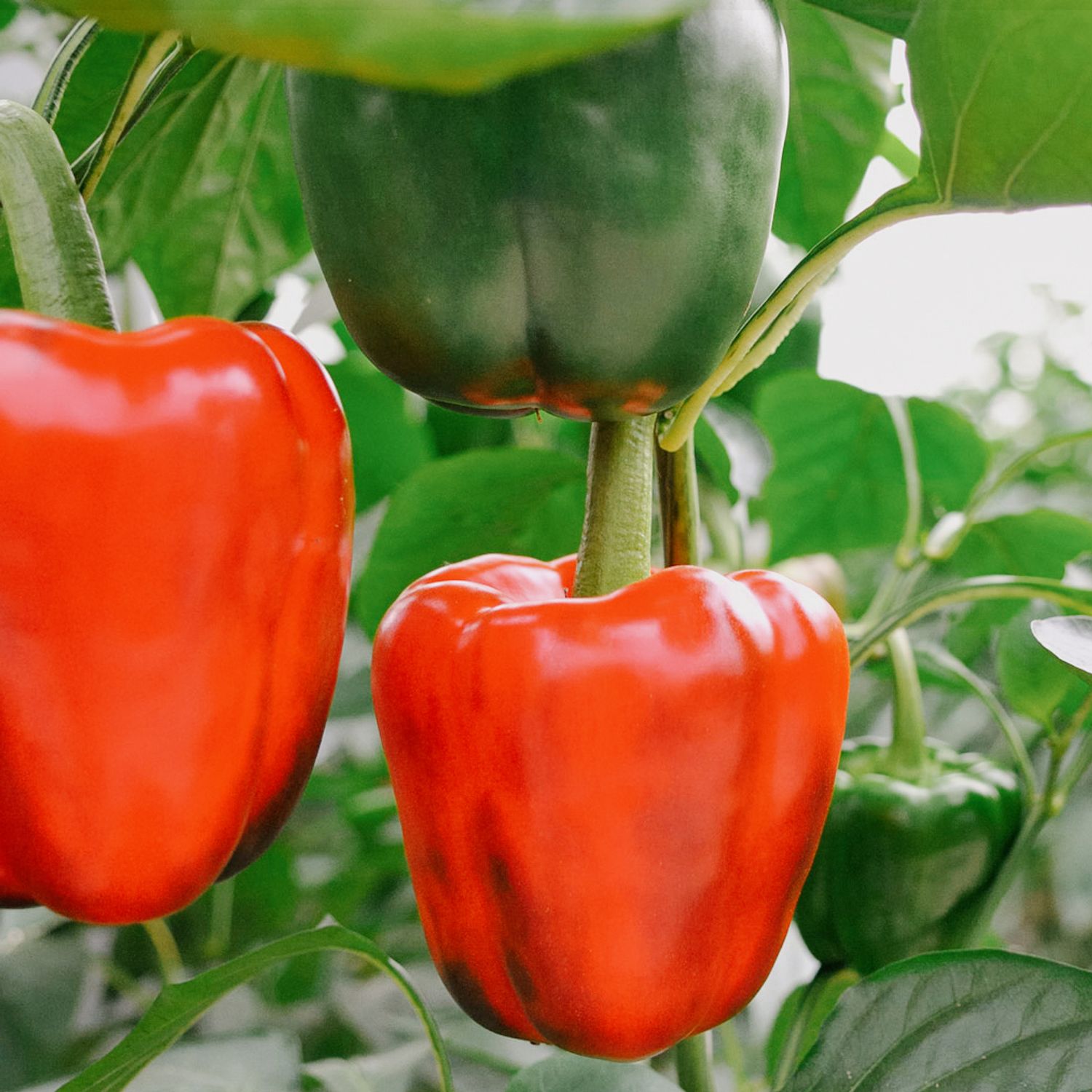 Neusiedler Ideal (Capsicum annuum) Samen