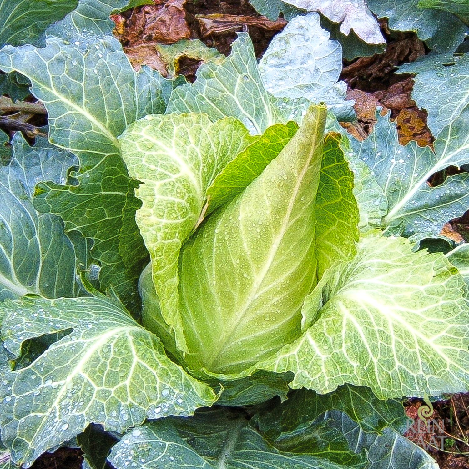 Filderkraut (Brassica oleracea convar. capitata var. alba) Samen