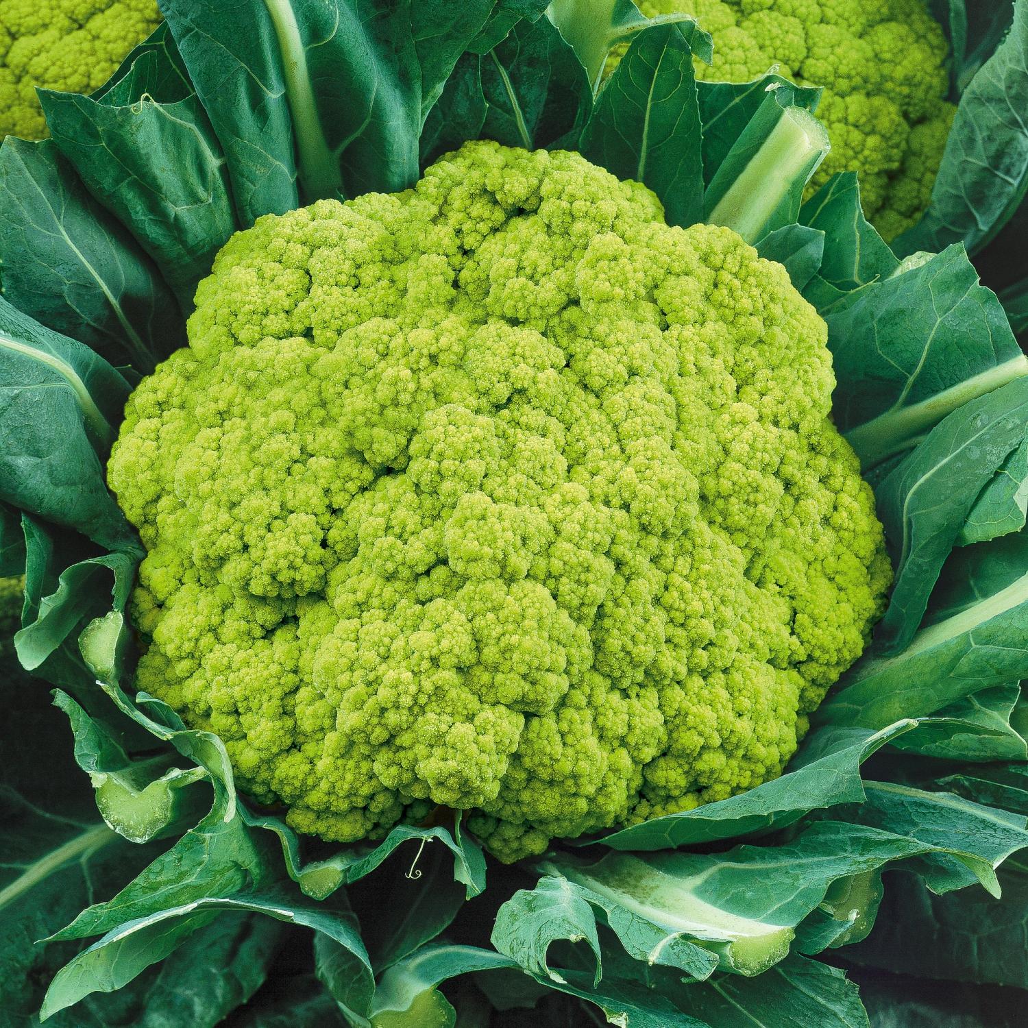 Verde di Macerata (Brassica oleracea var. botrytis L.) Samen