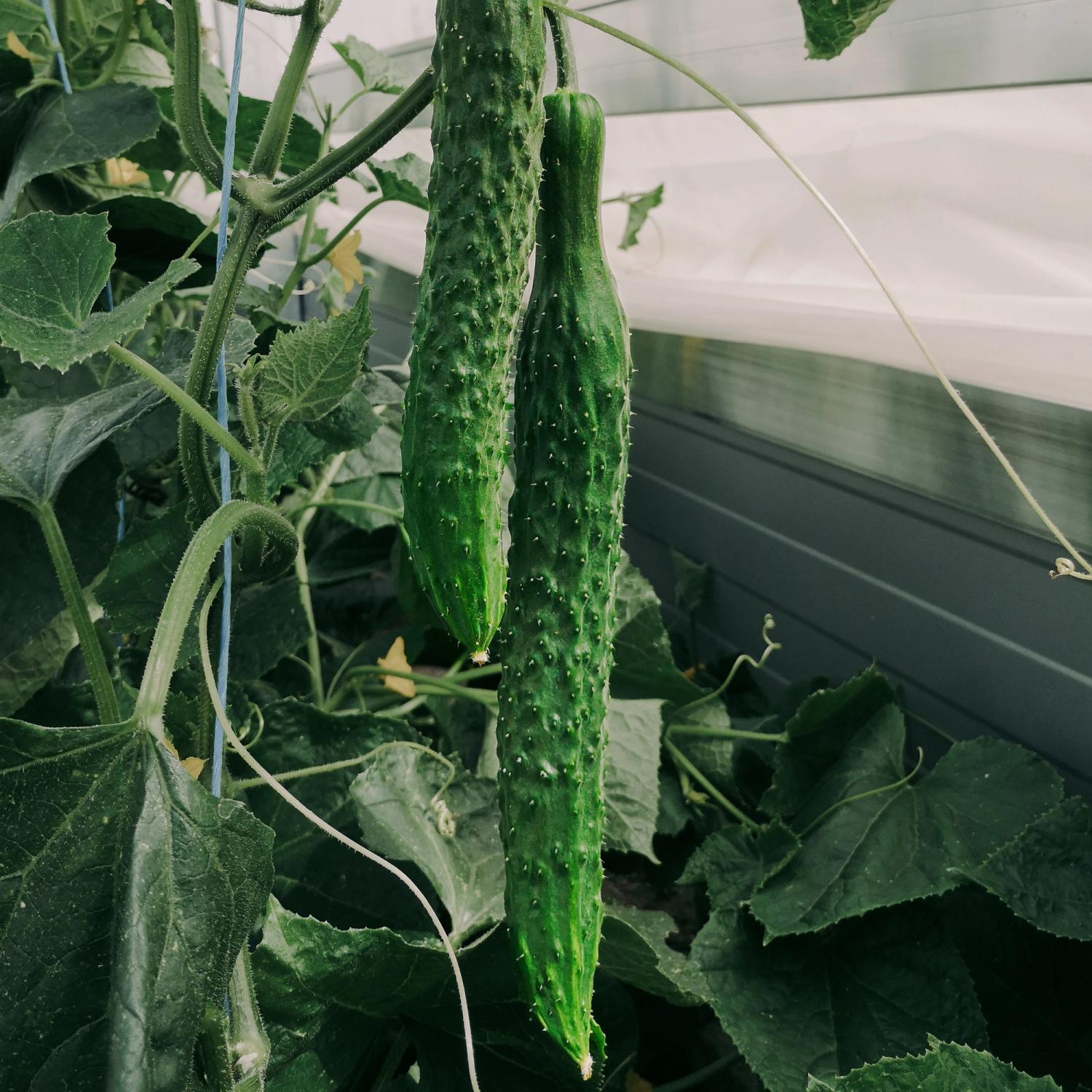 GinGin (Cucumis sativus) Samen