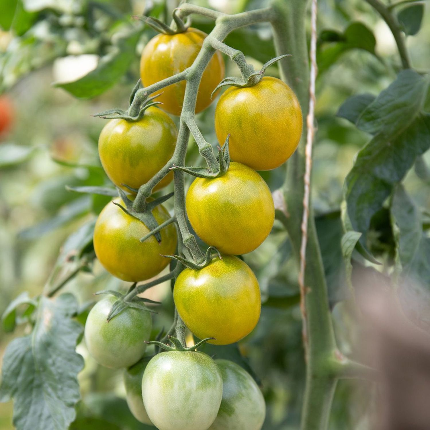 Green Grape (Solanum lycopersicum) Samen