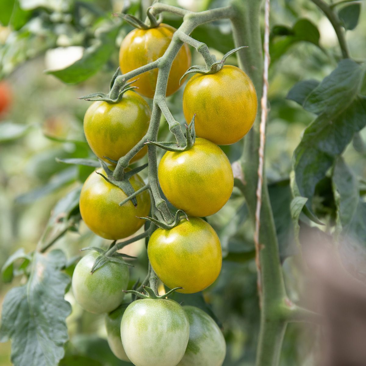Green Grape (Solanum lycopersicum) Samen