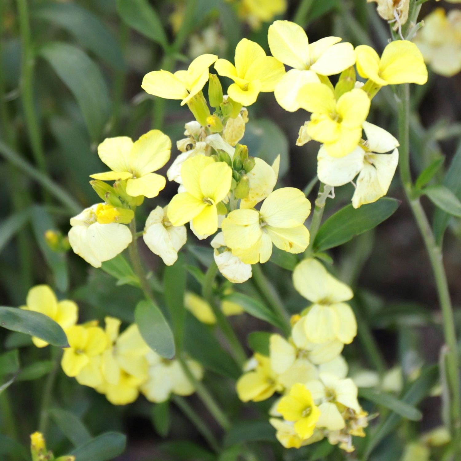 Dotterlack Primrose Dame (Erysimum allionii) Samen