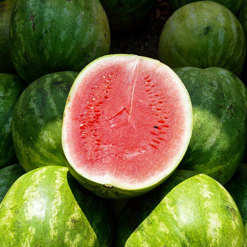 Wassermelonen Saatgut kaufen  Freiland-Sorten