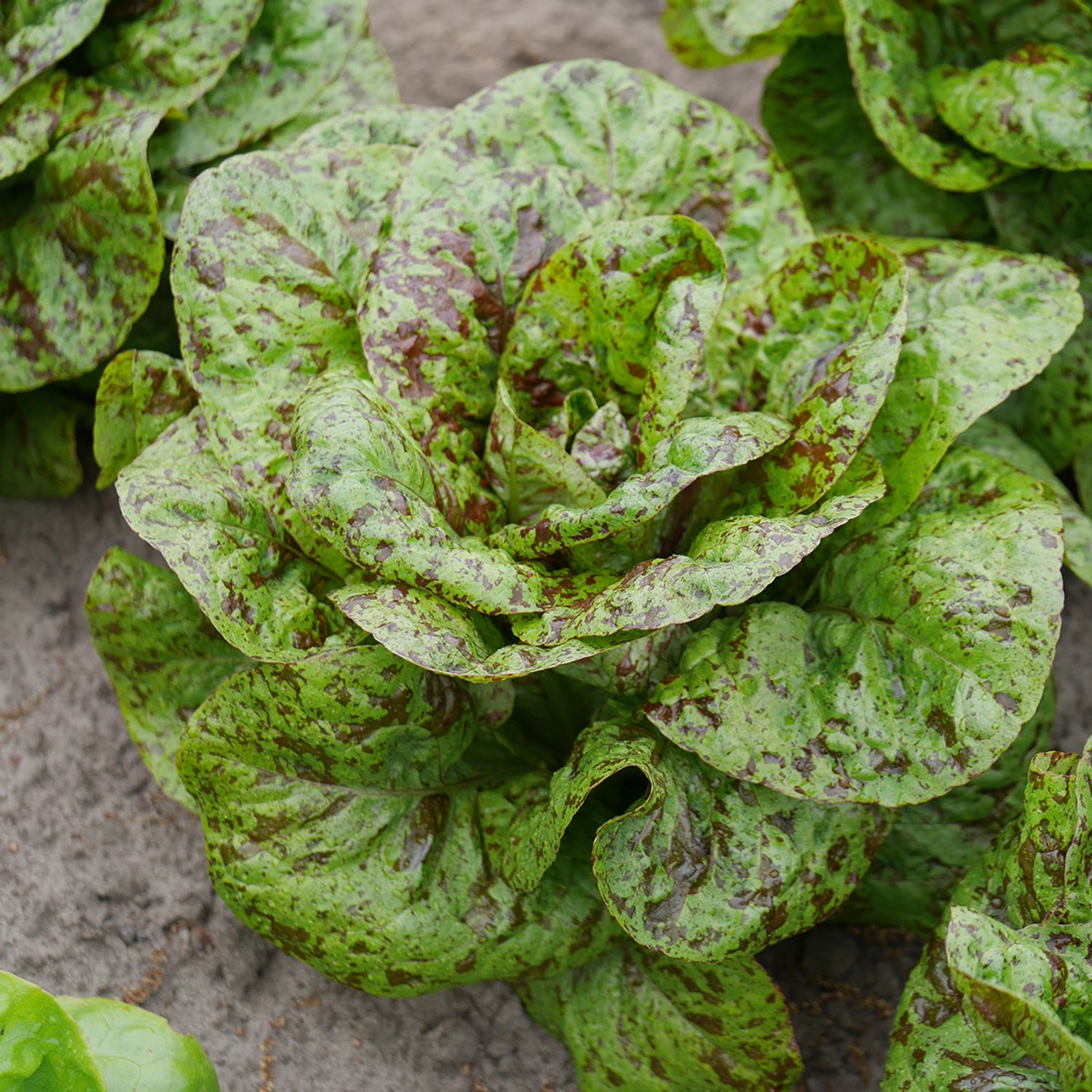 Forellenschluss (Lactuca sativa var. romana) Samen