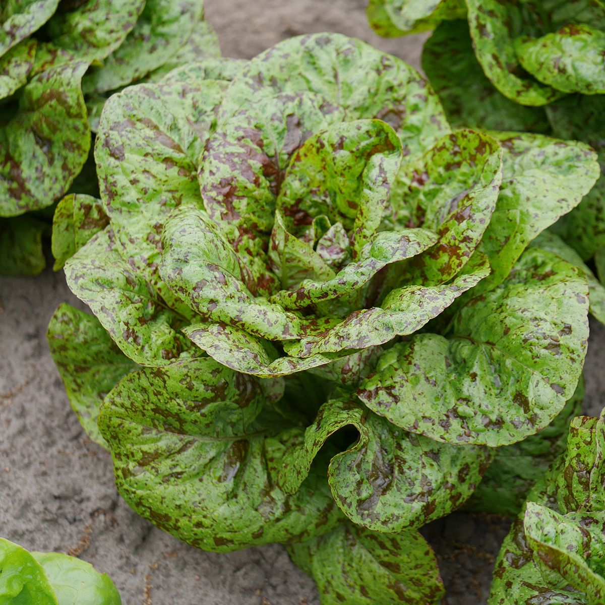 Forellenschluss (Lactuca sativa var. romana) Samen