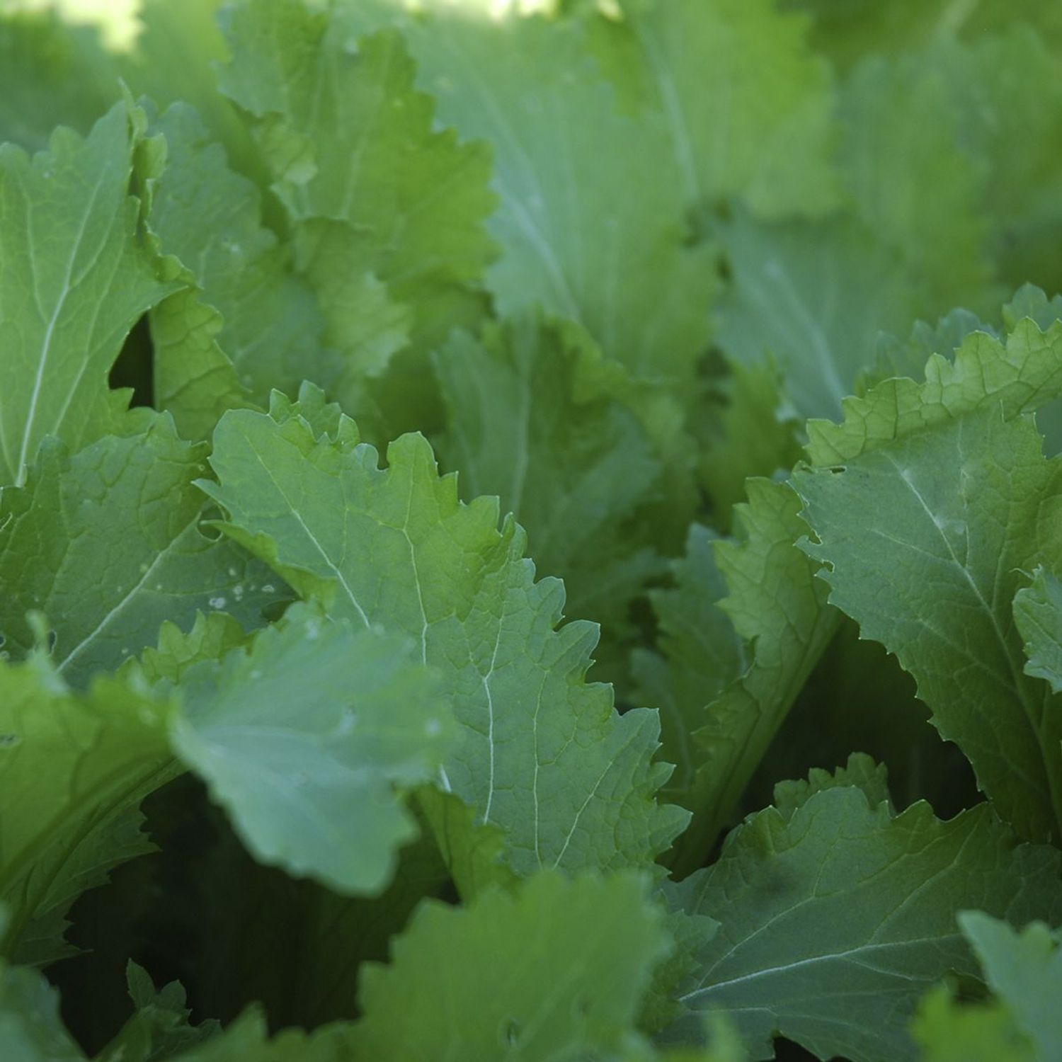 Green in Snow (Brassica rapa var. japonica) Samen