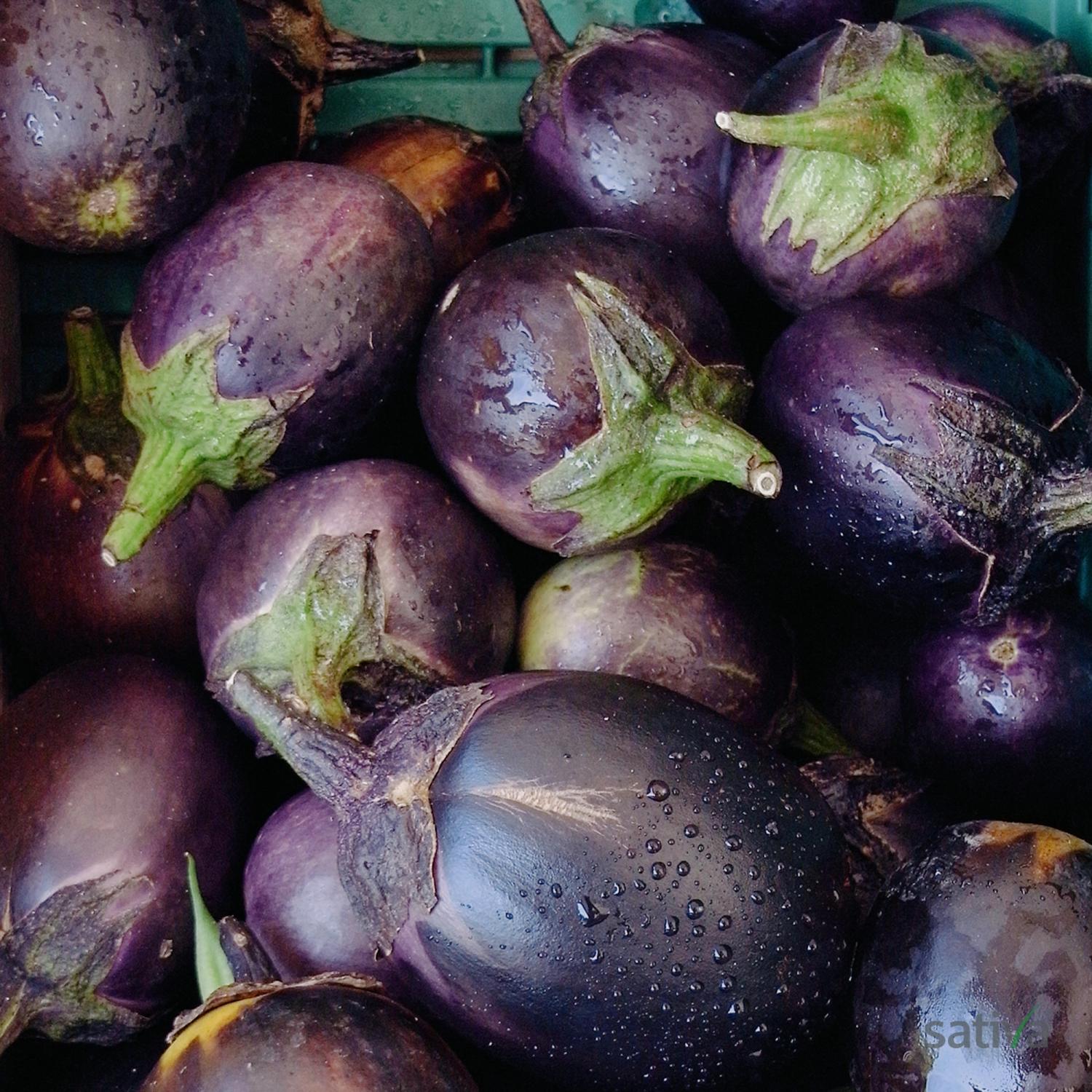 Bambino (Solanum melongena) Samen