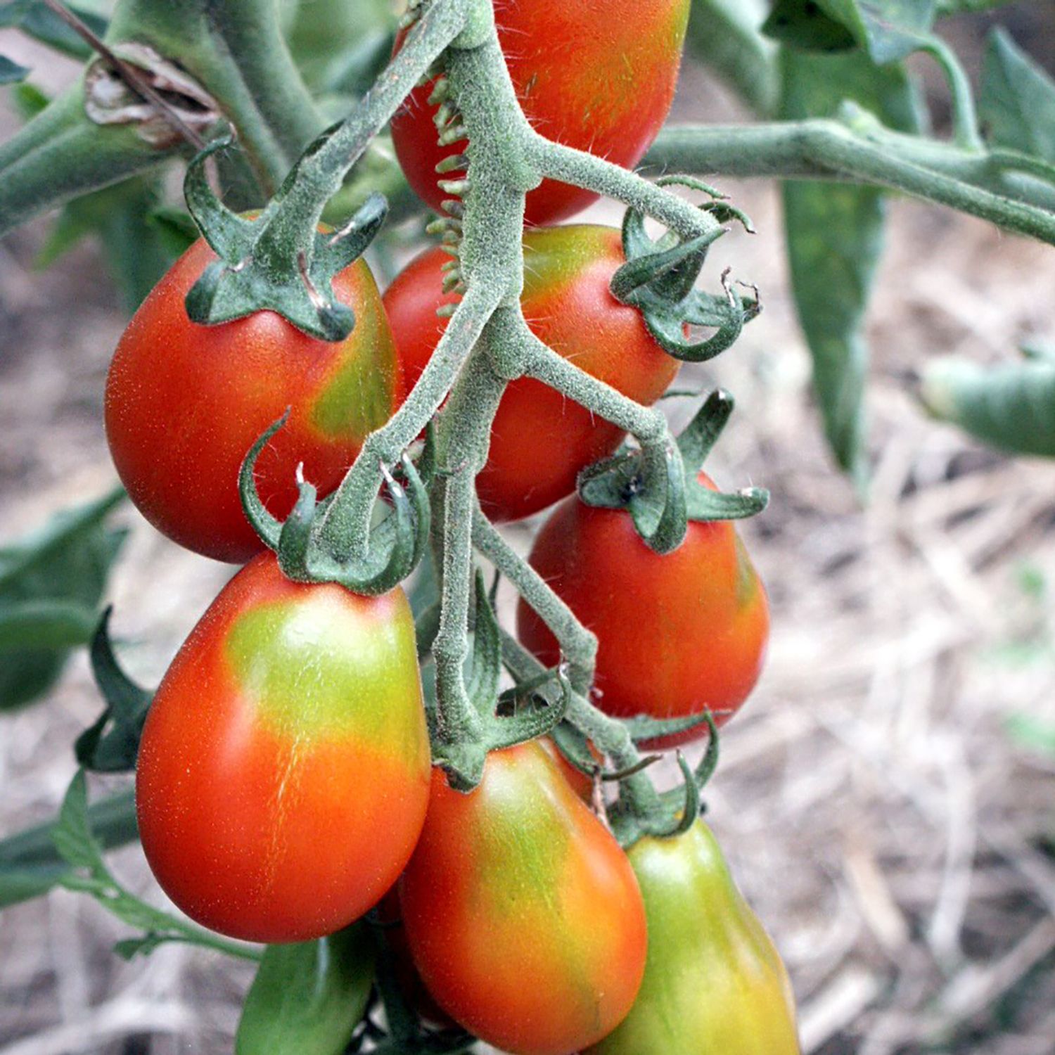 Baselbieter Röteli (Solanum lycopersicum) Samen