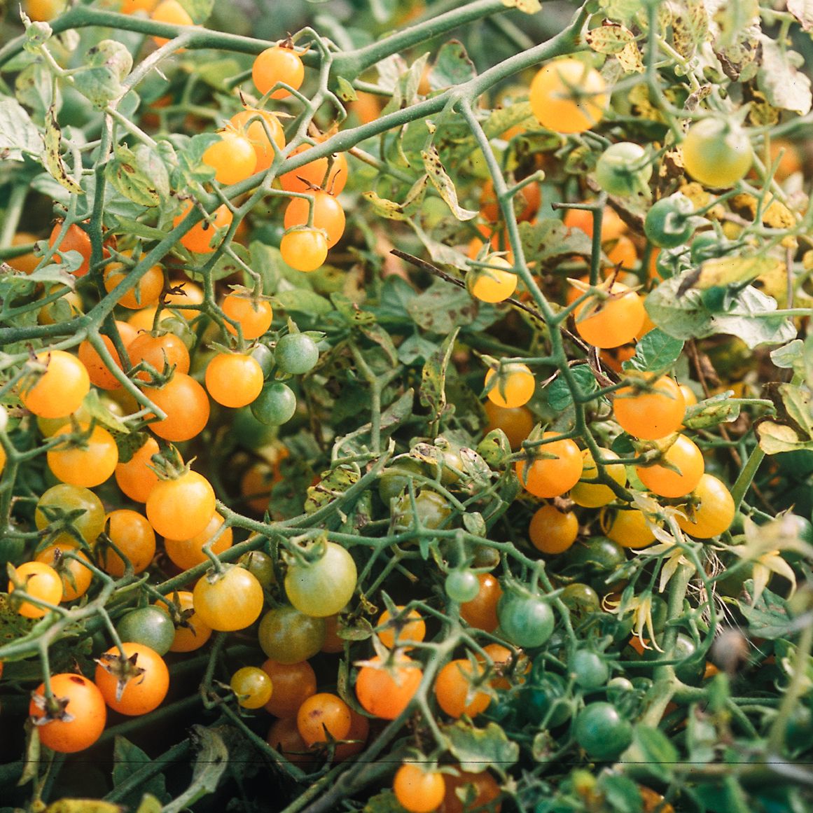 Gelbe Johannisbeere (Solanum lycopersicum) Samen