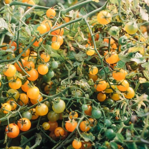Tomaten "Gelbe Johannisbeere"