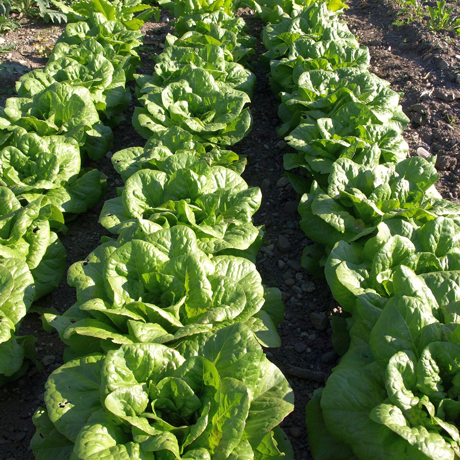 Romaine Des Melons (Lactuca sativa var. romana) Samen