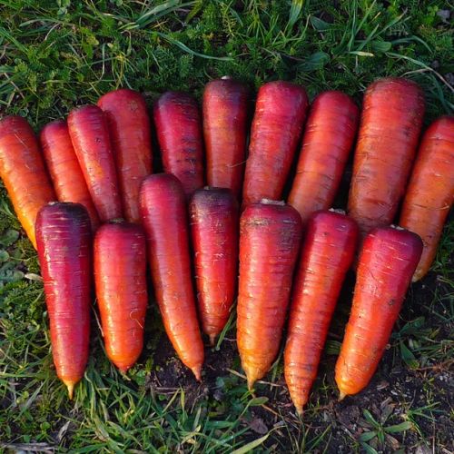 Karotten "Rouge sang"