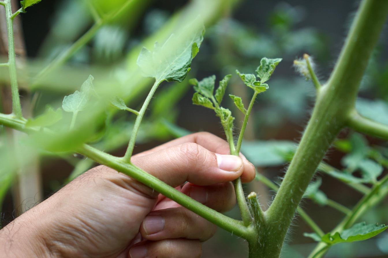 Tomate wird ausgegeizt