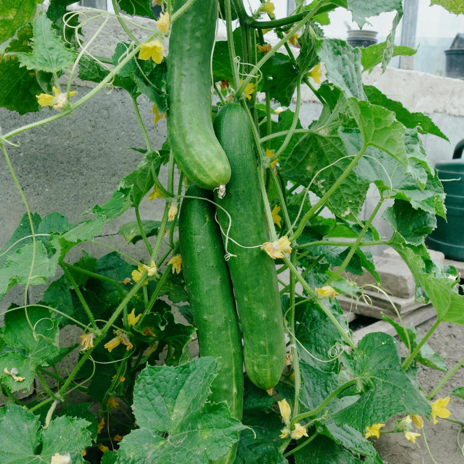 Tanja (Cucumis sativus) Samen