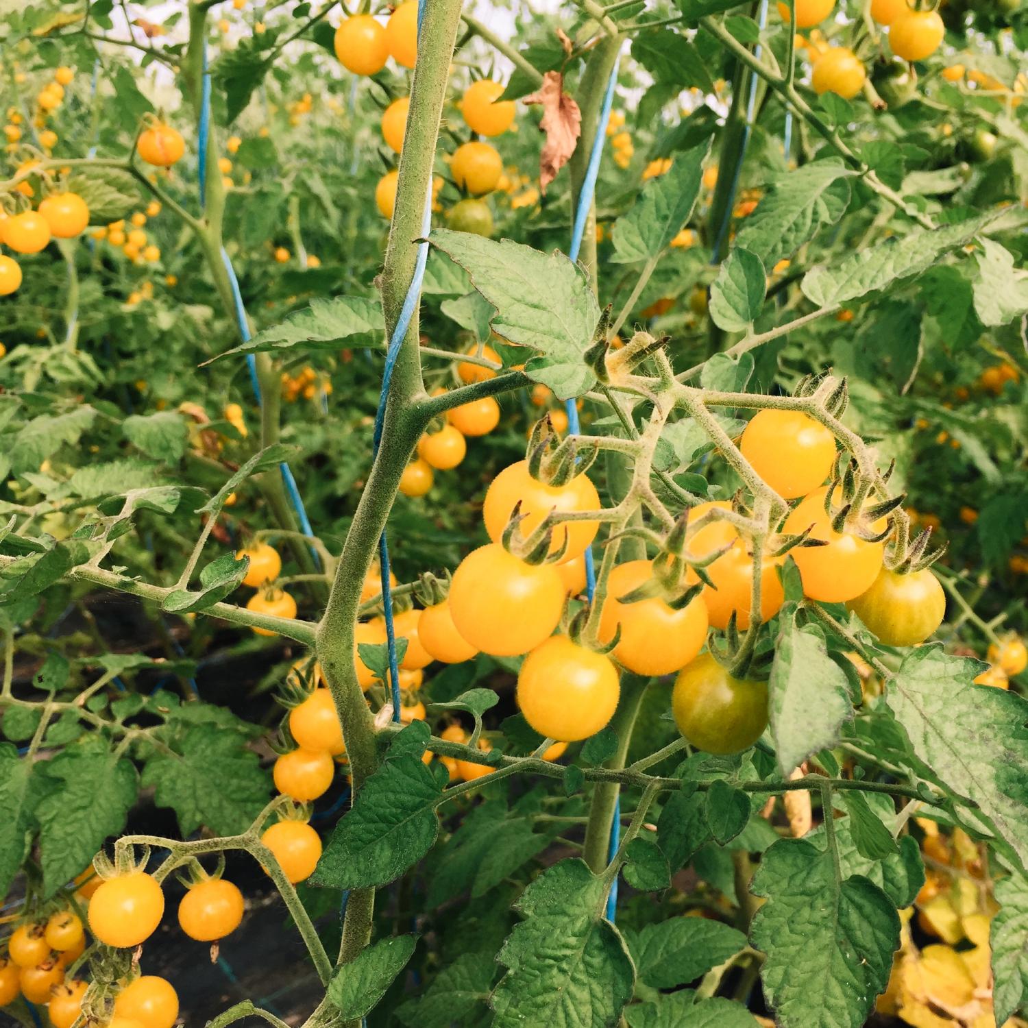 Weiße Ribisel (Solanum lycopersicum) Samen