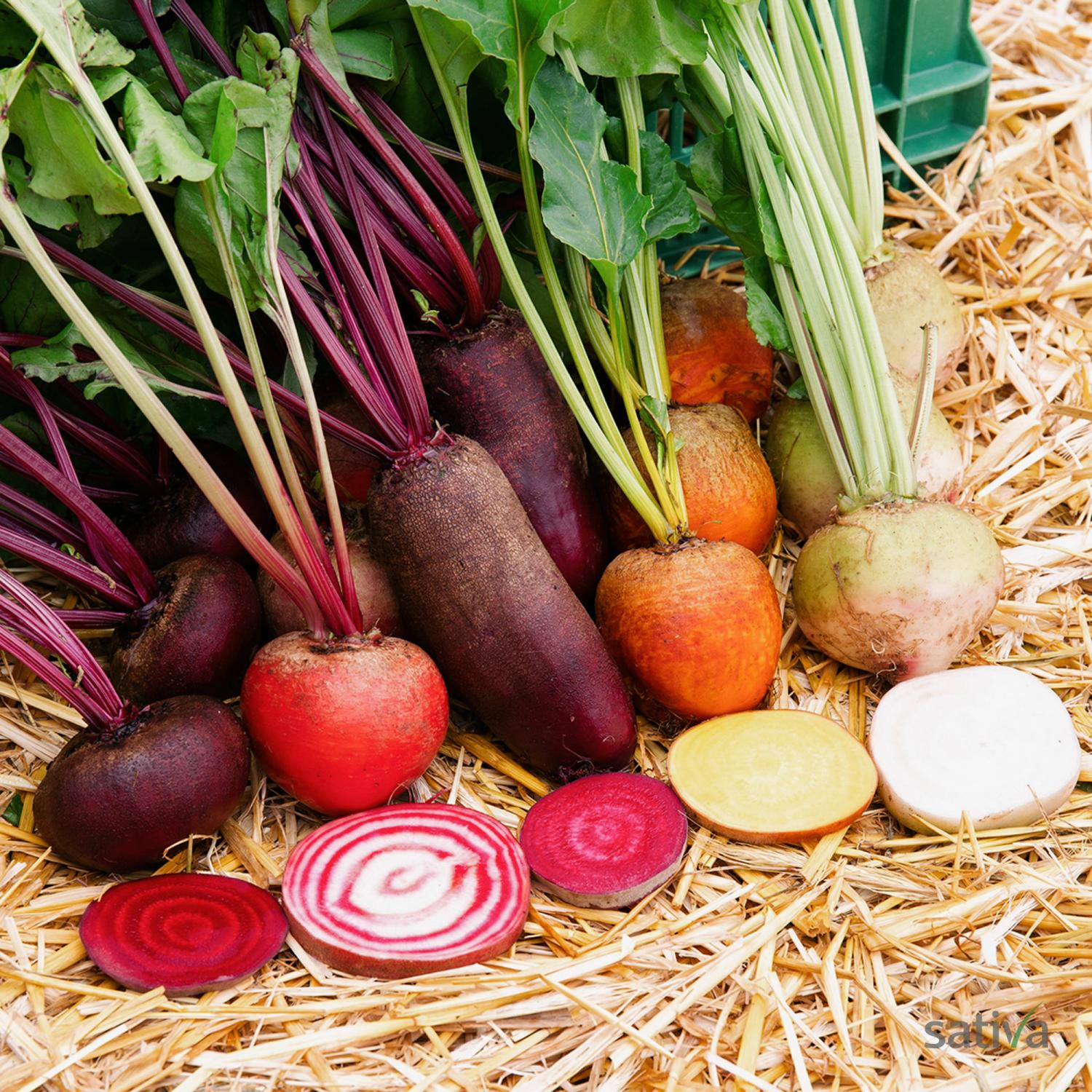 Rote Bete Mischung (Beta vulgaris conditiva) Samen