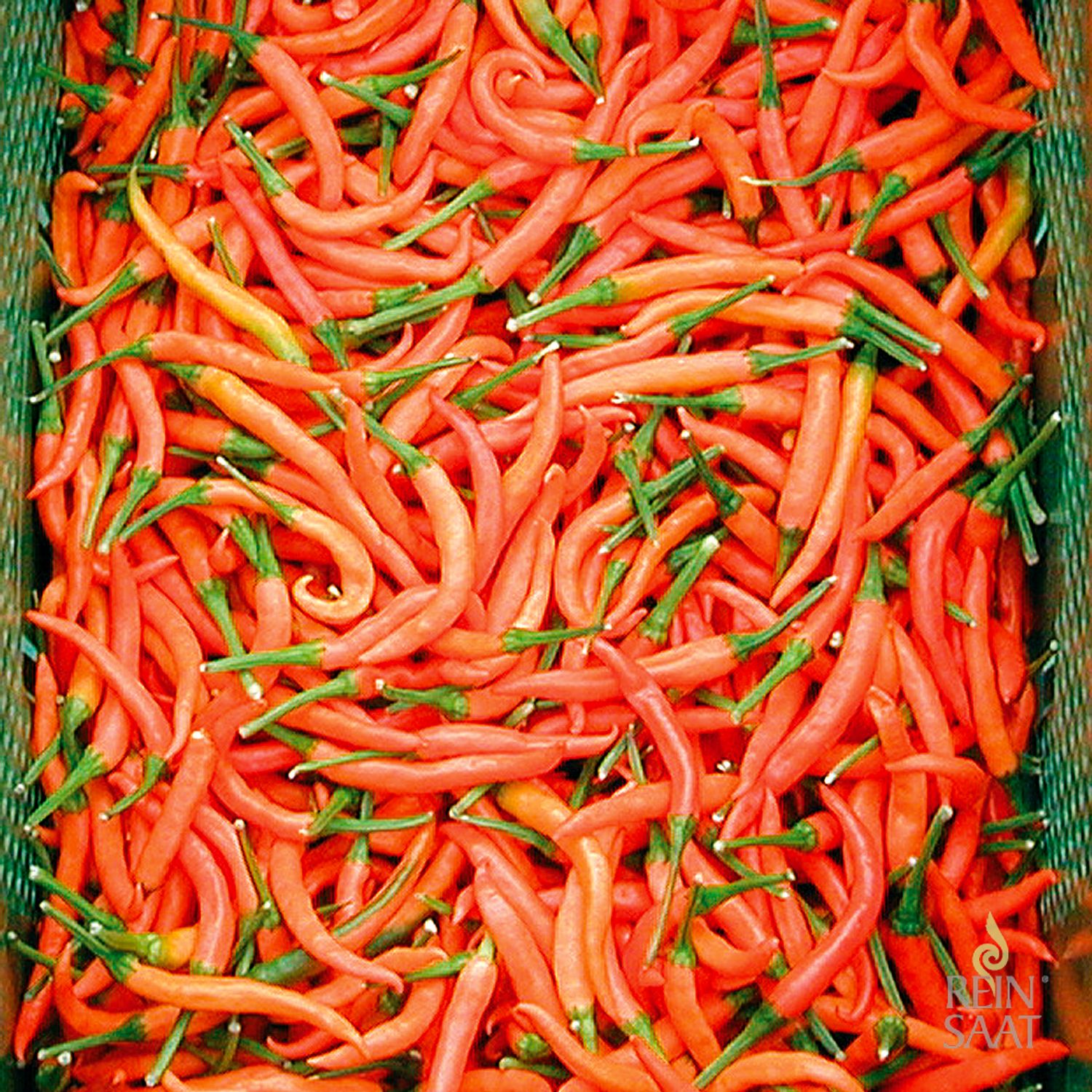 Lanterna de foc (Capsicum frutescens) Samen