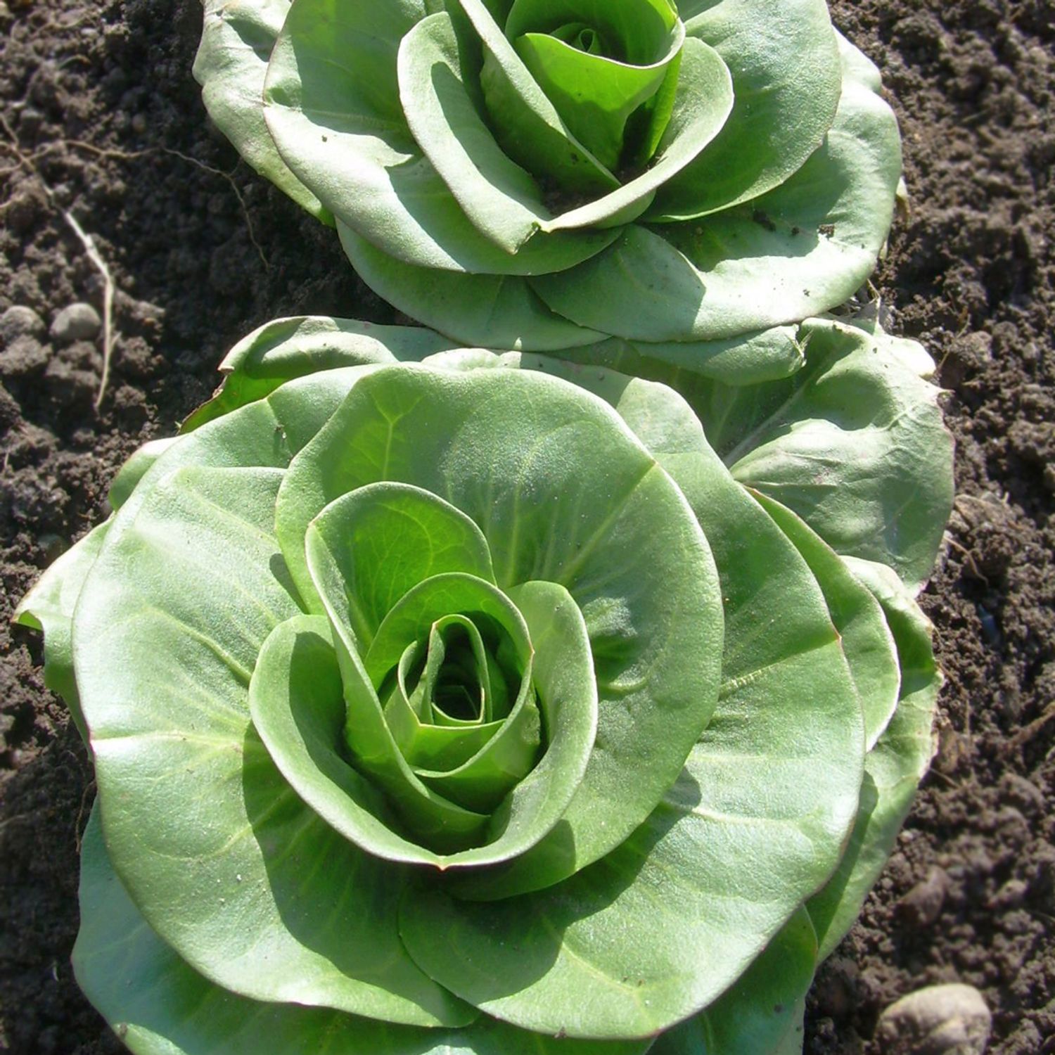 Grumolo Verde (Cichorium intybus) Samen