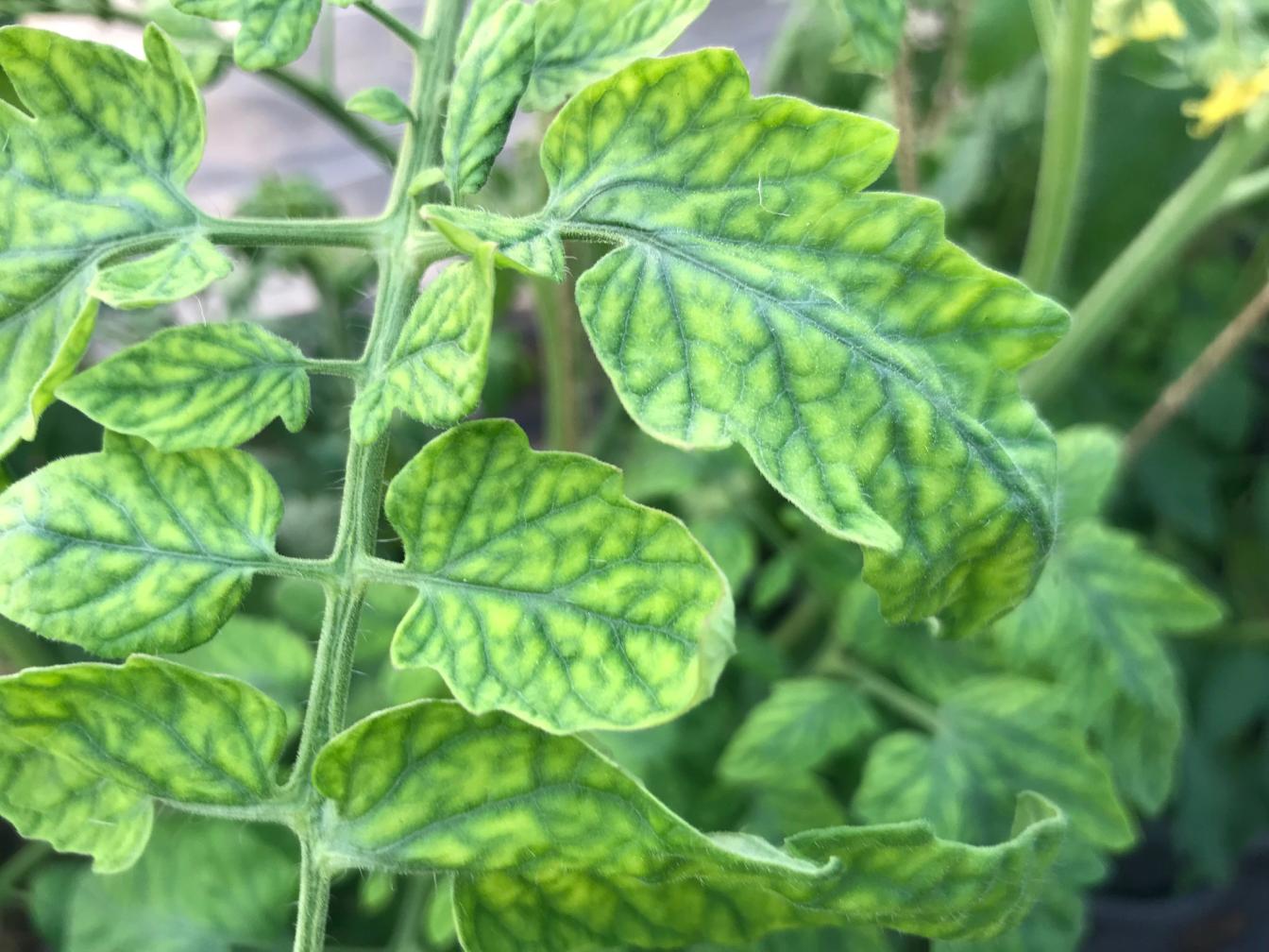 Diese Tomatenpflanze zeigt Anzeichen von Nährstoffmangel.