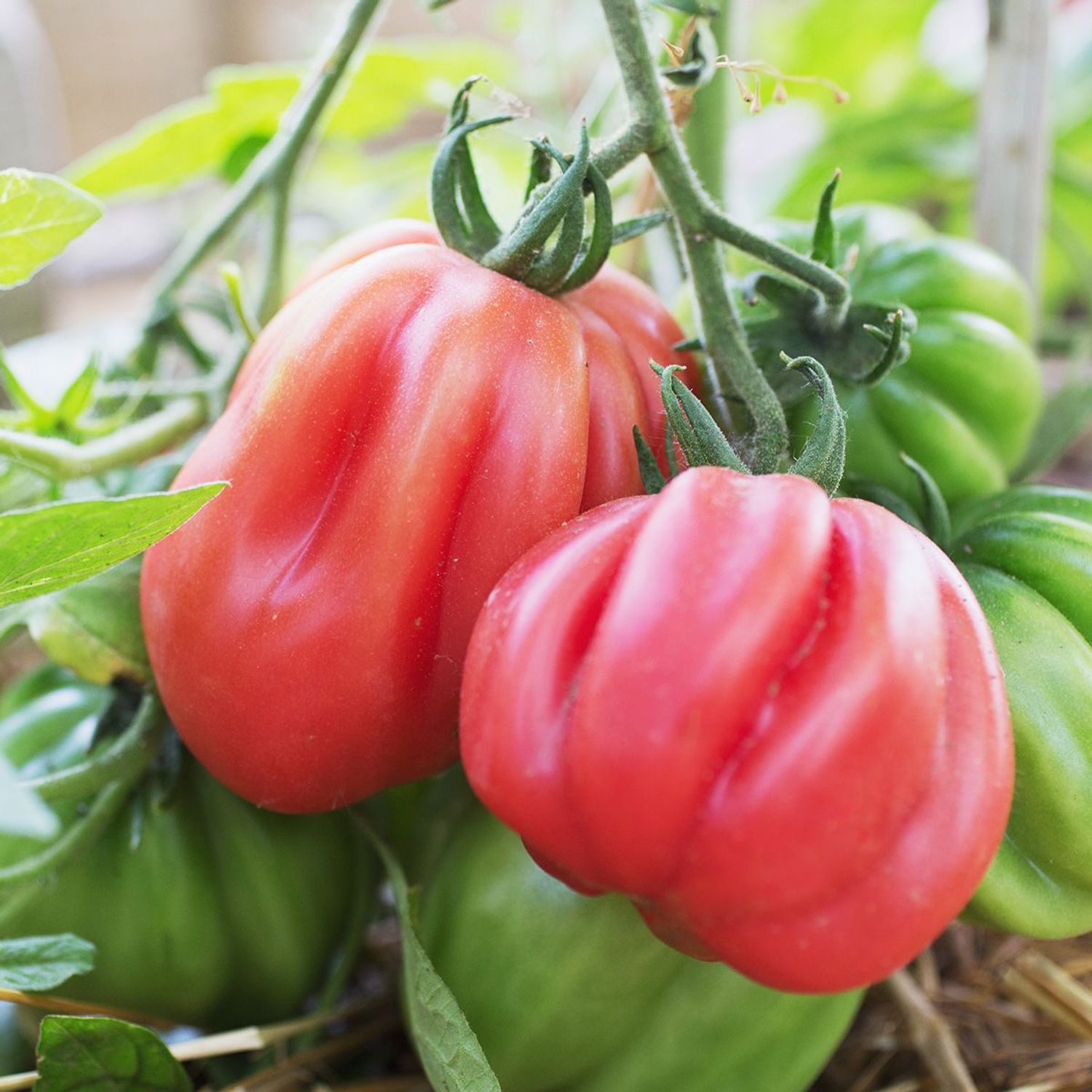 Gezahnte Bührer-Keel (Solanum lycopersicum) Samen