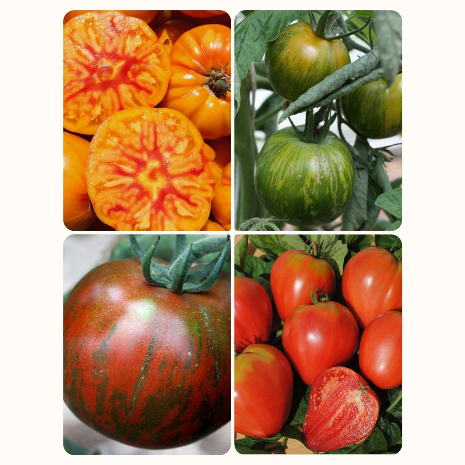 Set: Fleischtomaten Samen