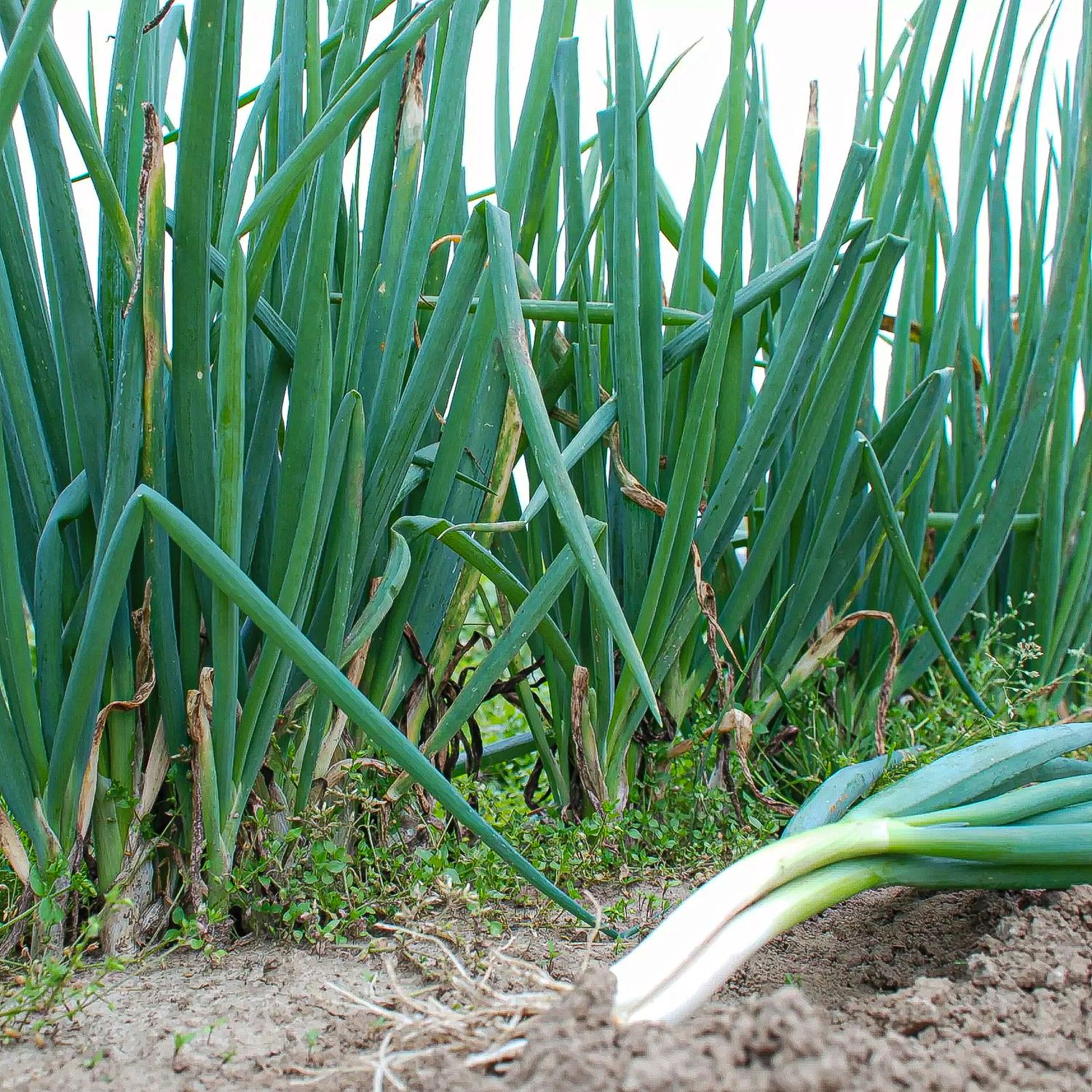 Cosmo (Allium fistulosum) Samen