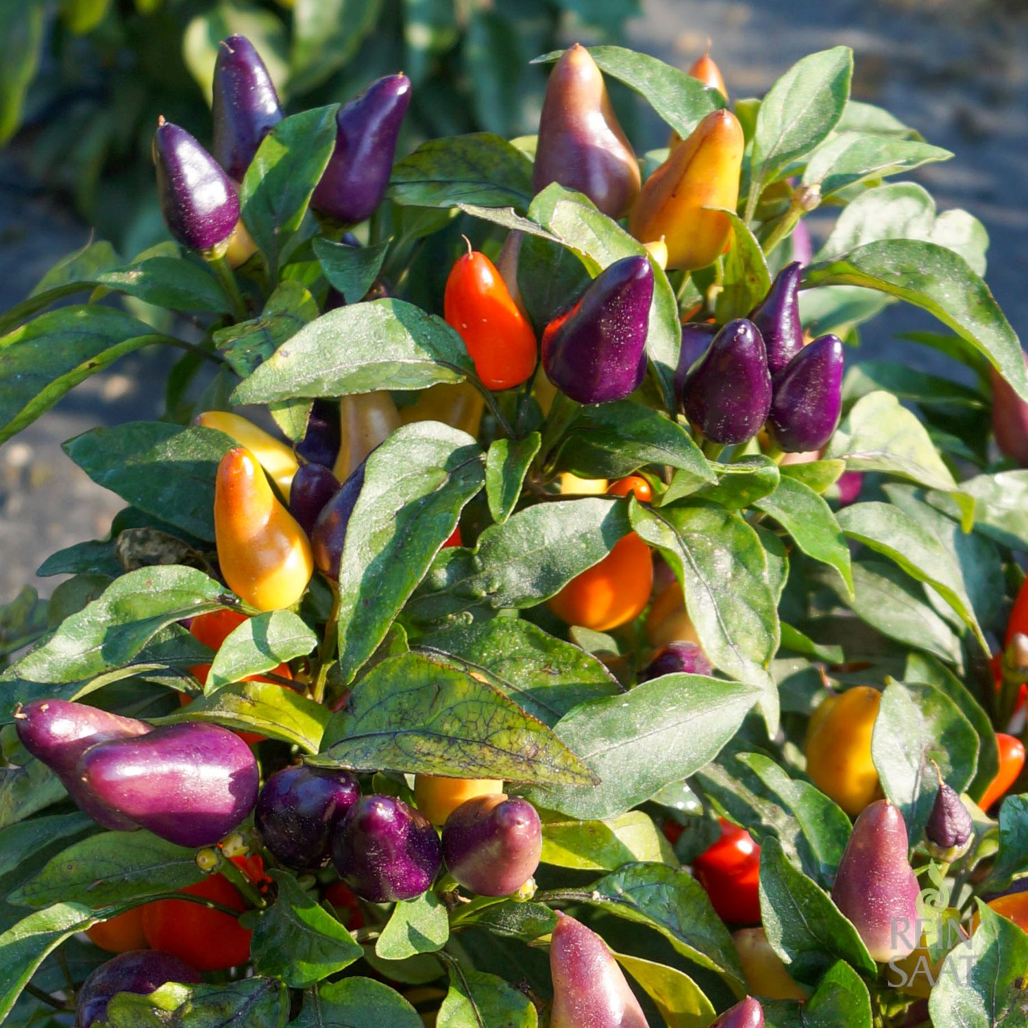 Aurora (Capsicum annuum) Samen