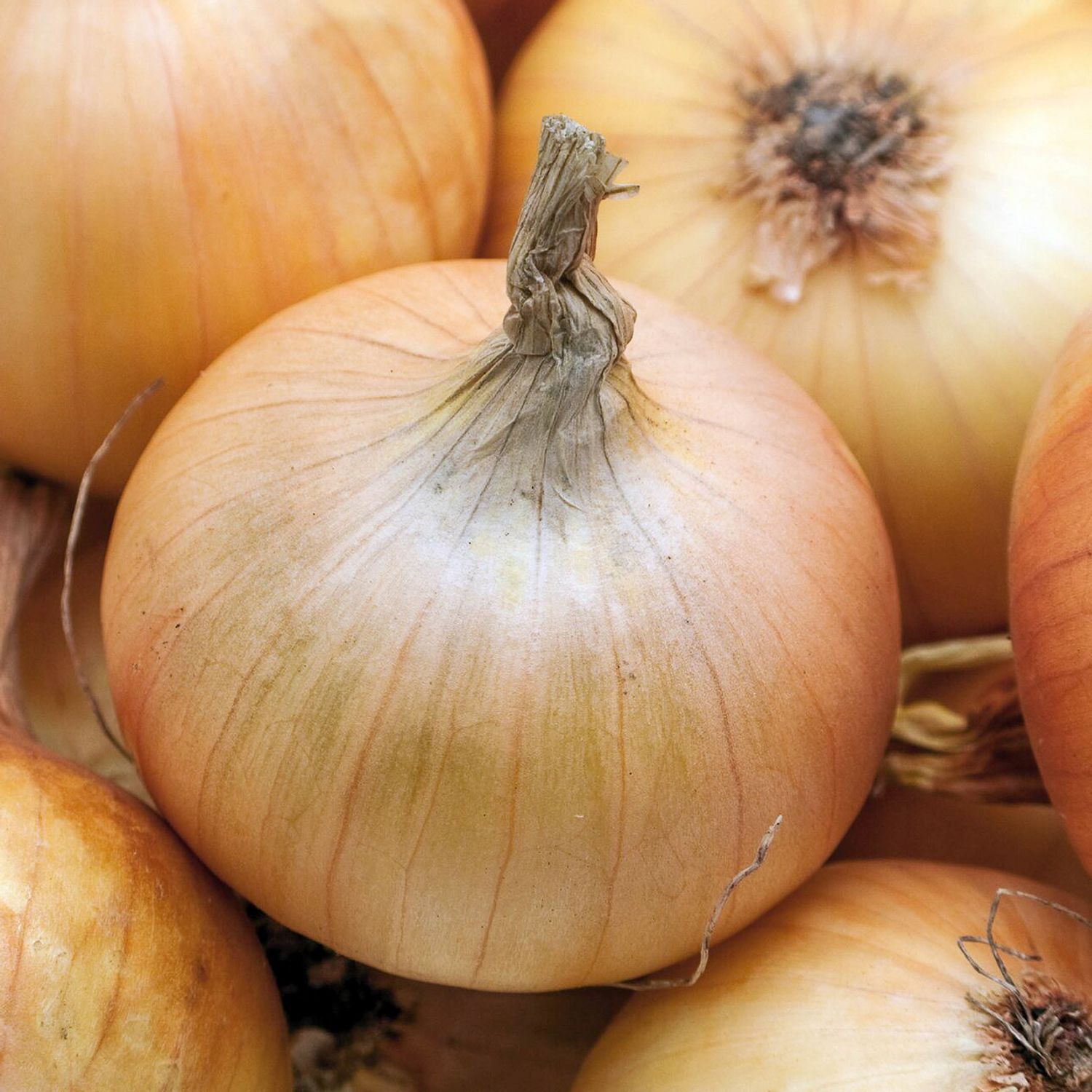 Stuttgarter Riesen (Allium cepa) Samen