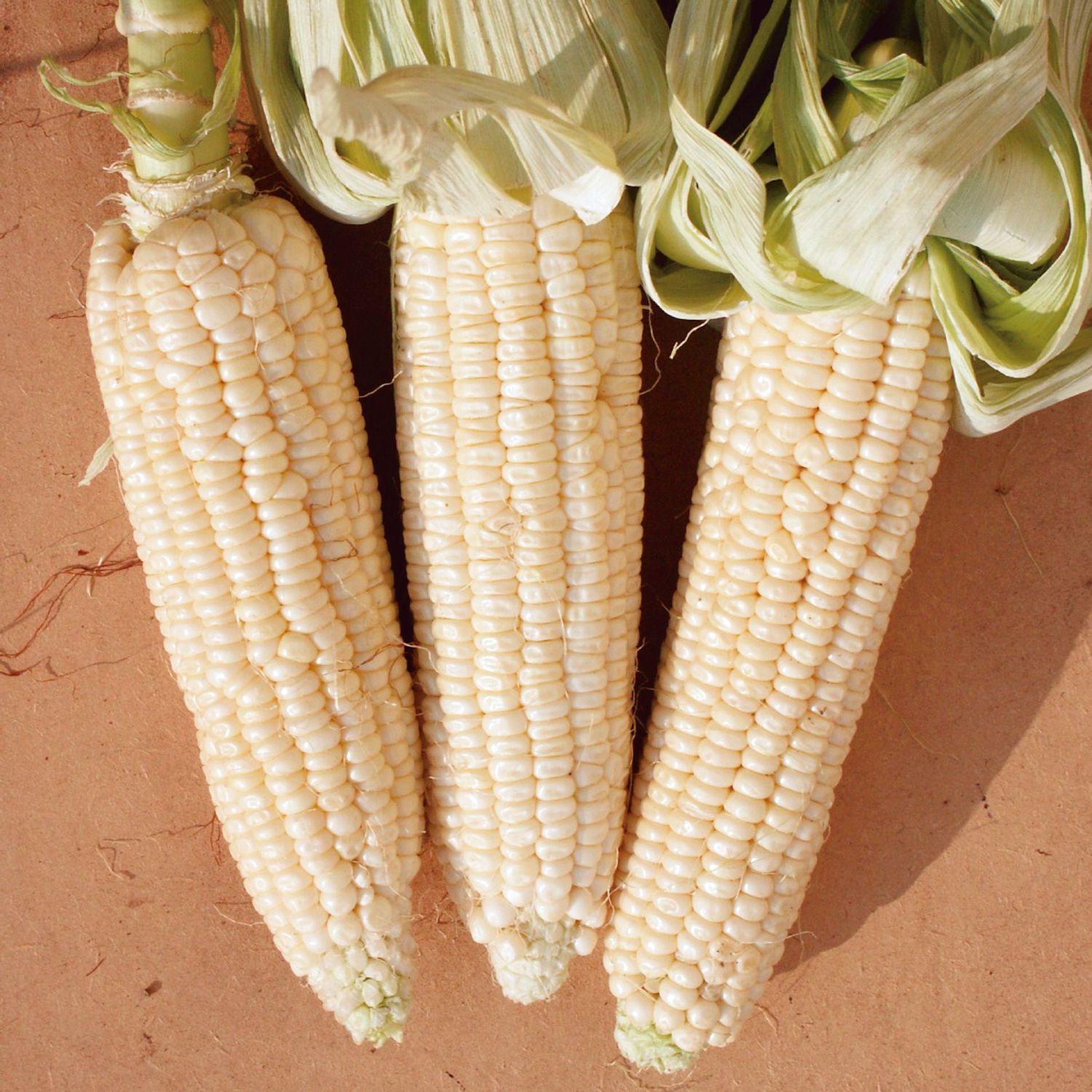 Stowell’s Evergreen (Zea mays) Samen