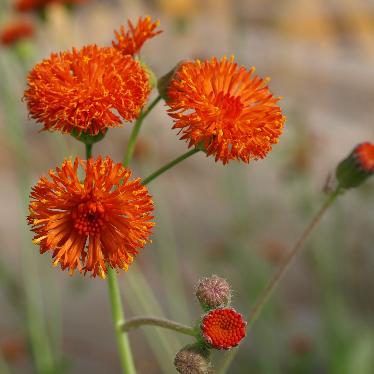 Emilia Scarlet Magic (Emilia coccinea) Samen