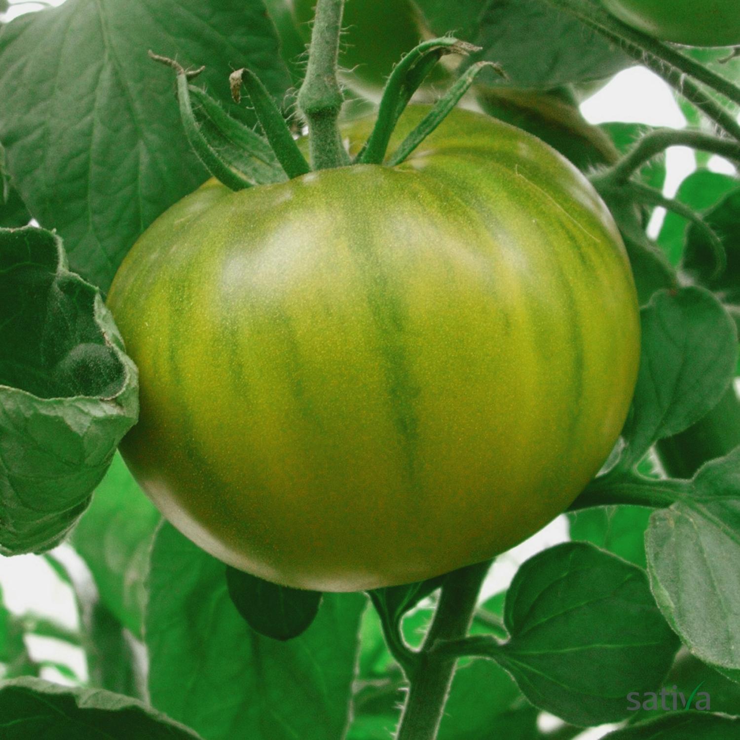 Evergreen (Solanum lycopersicum) Samen