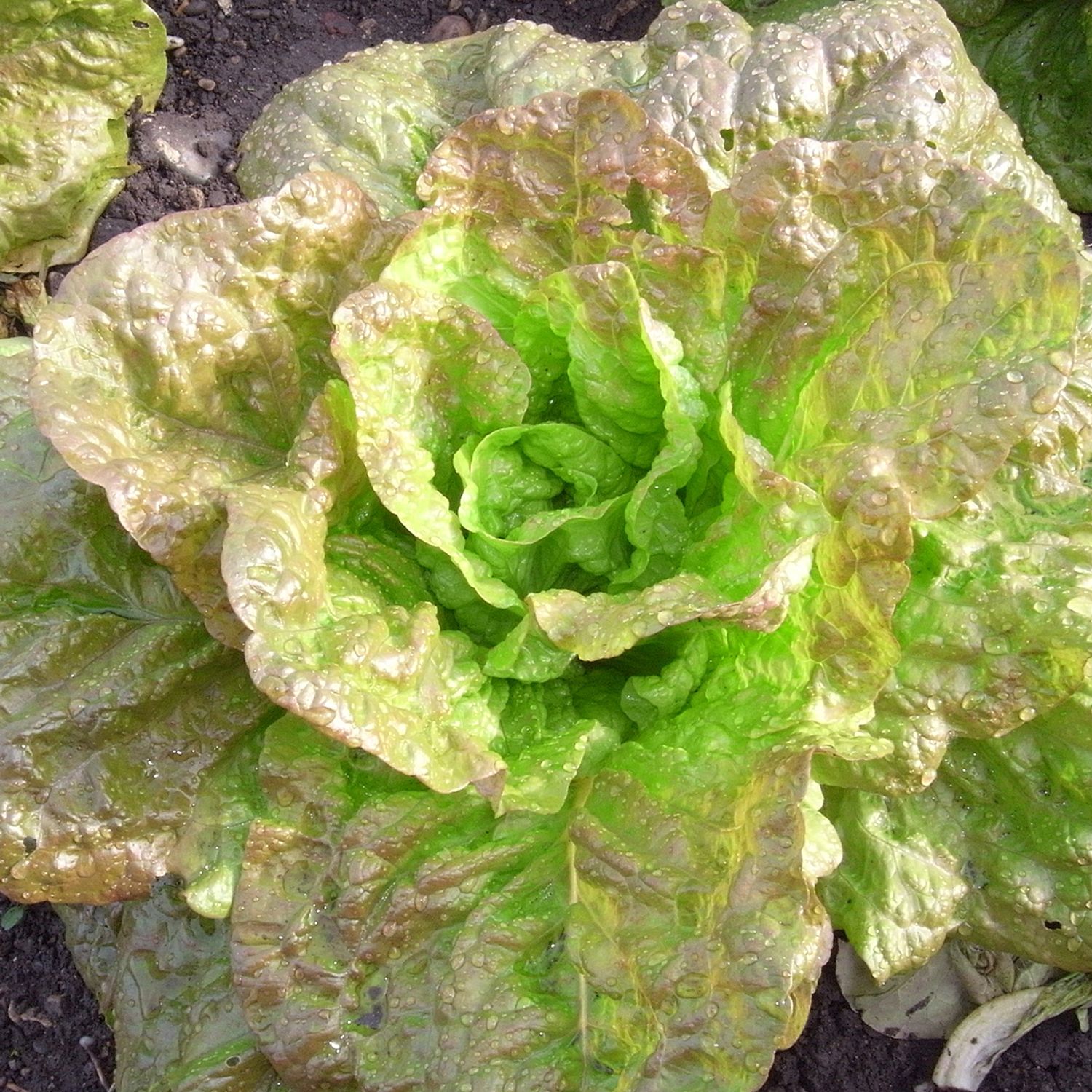 Grasse De Morges (Lactuca sativa) Samen