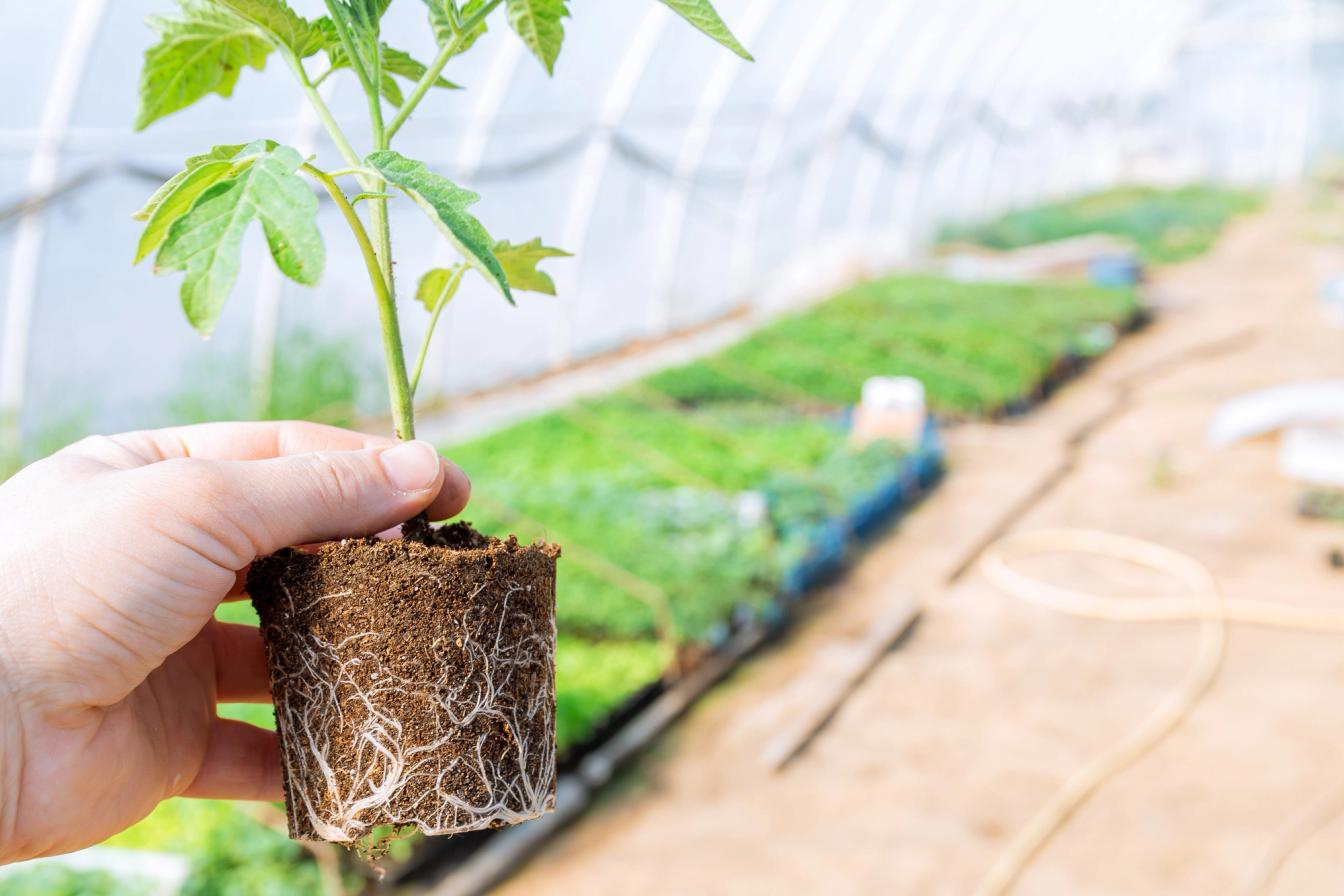 Tomatenpflanze mit den ersten richtigen Blättern