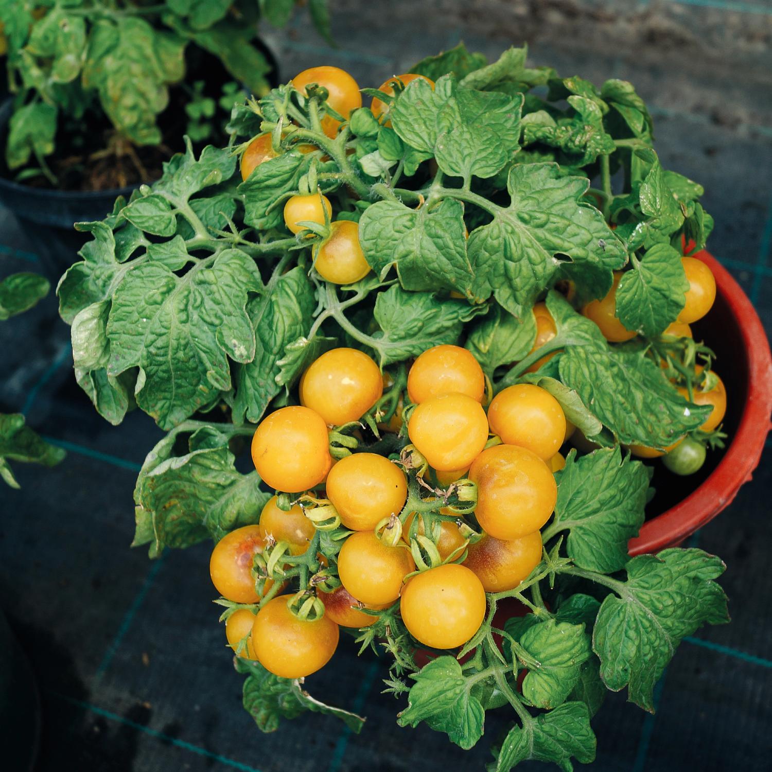 Boka (Solanum lycopersicum) Samen