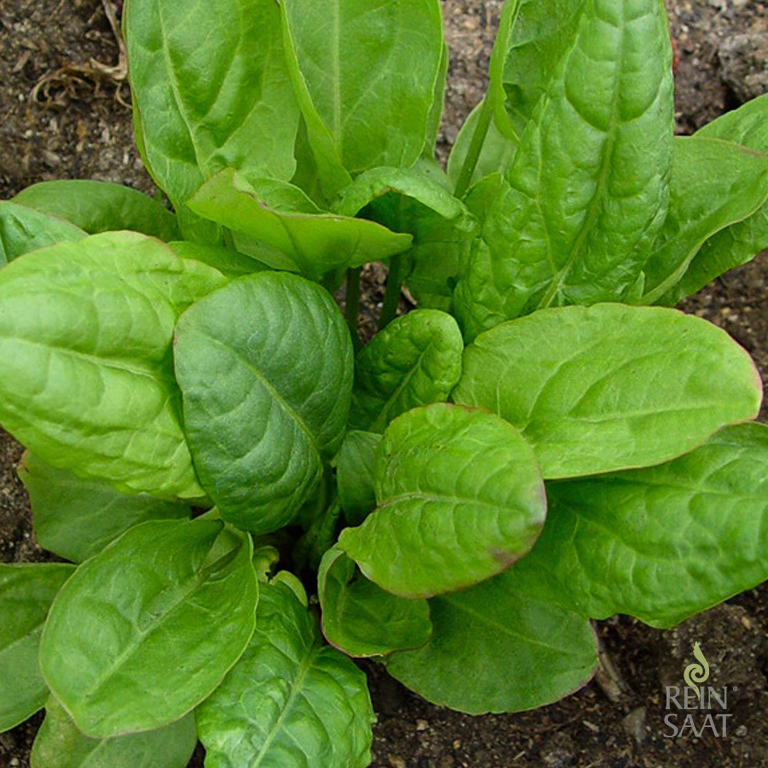 Kultur&shy;sauerampfer (Rumex acetosa var. hort.) Samen