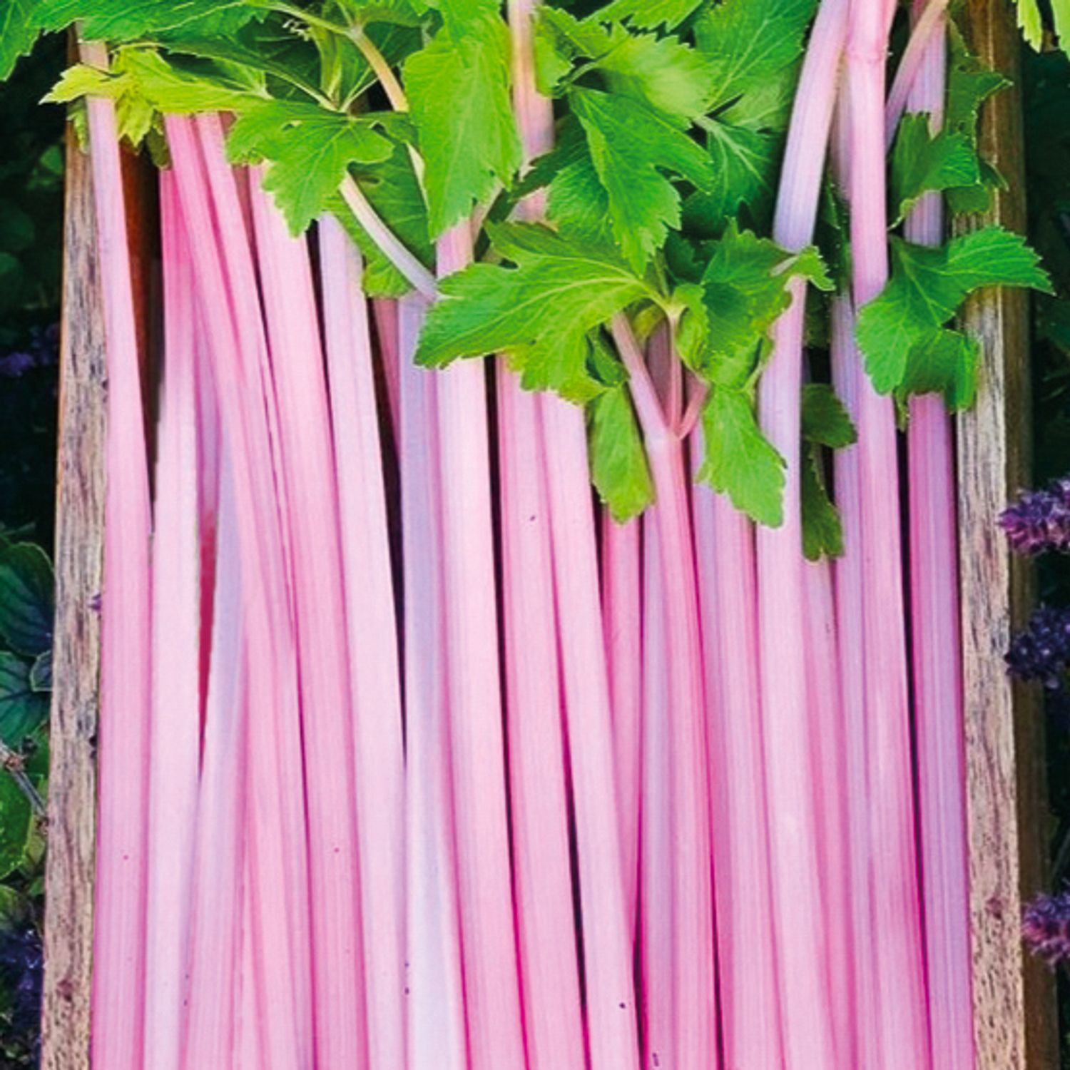 Chinese Pink Celery (Apium graveolens var. dulce) Samen