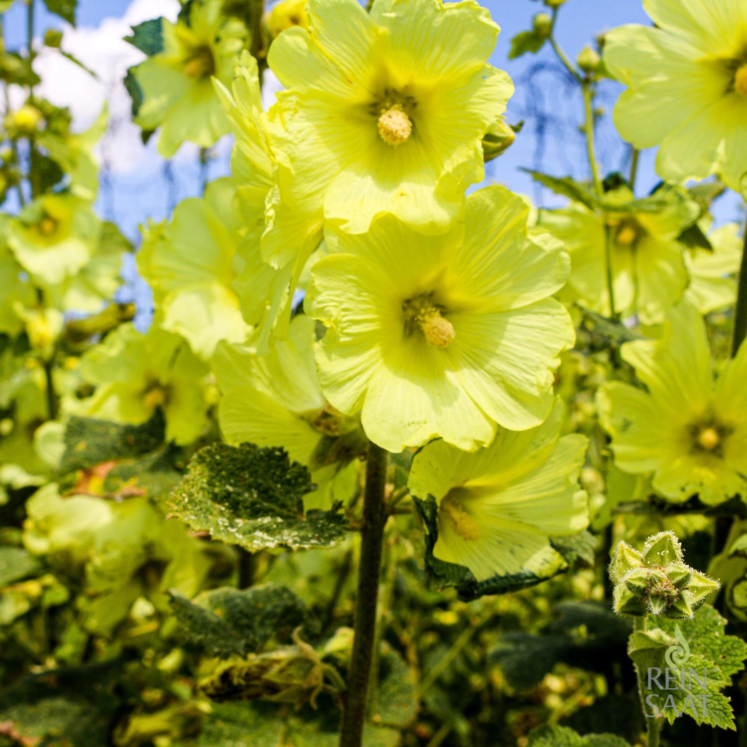 Stockrose, gelb (Alcea rosea) Samen