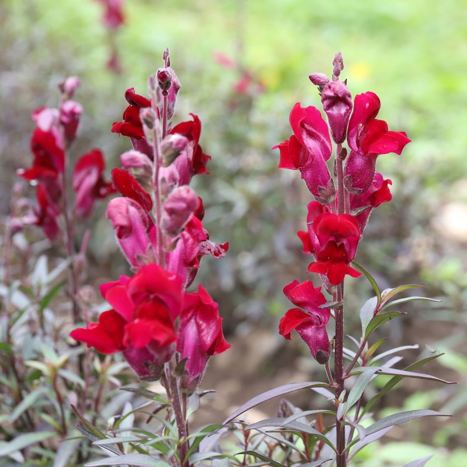 Black Prince (Antirrhinum majus) Samen