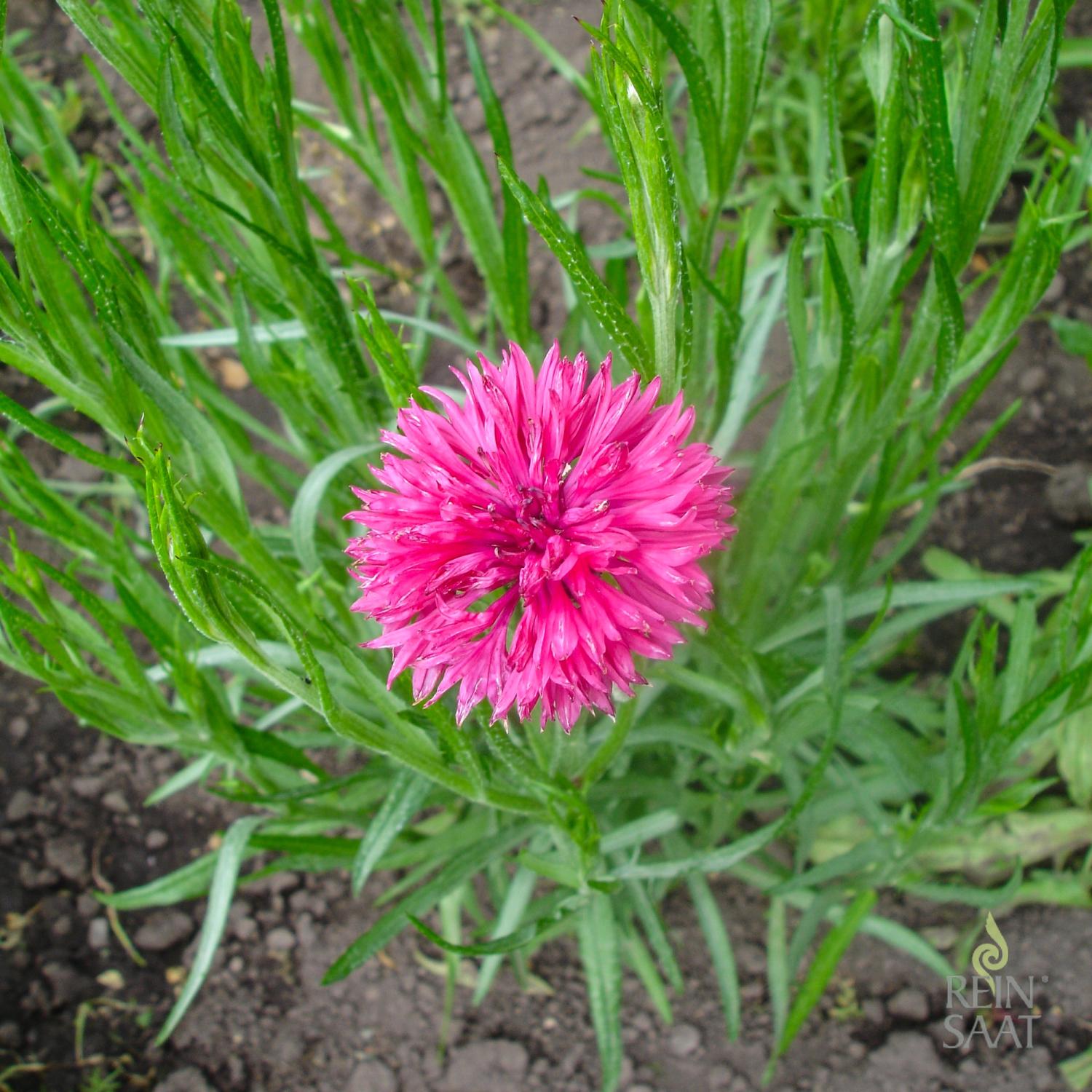Kornblume Barbara » Kornblumen
