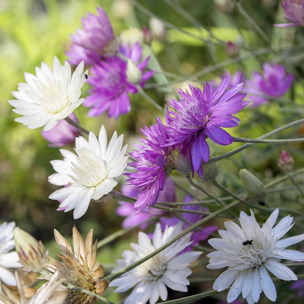 Papierblumen Mischung » Blumen