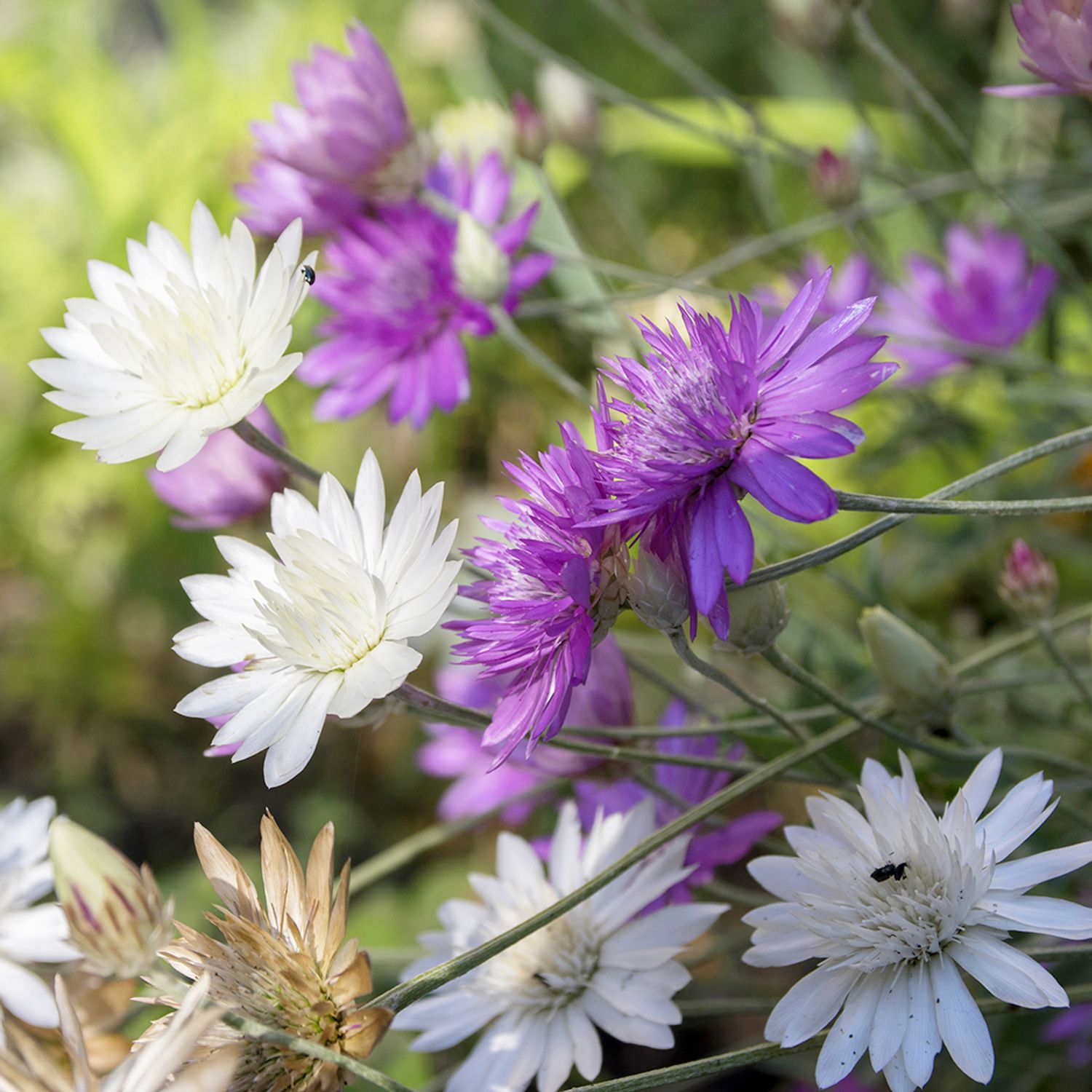 Papierblumen Mischung (Xeranthemum annuum) Samen