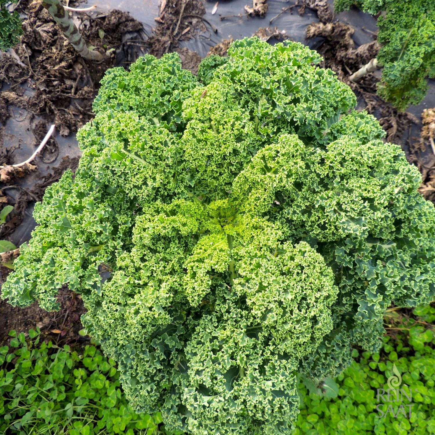 Westlandse Winter (Brassica oleracea var. sabellica) Samen