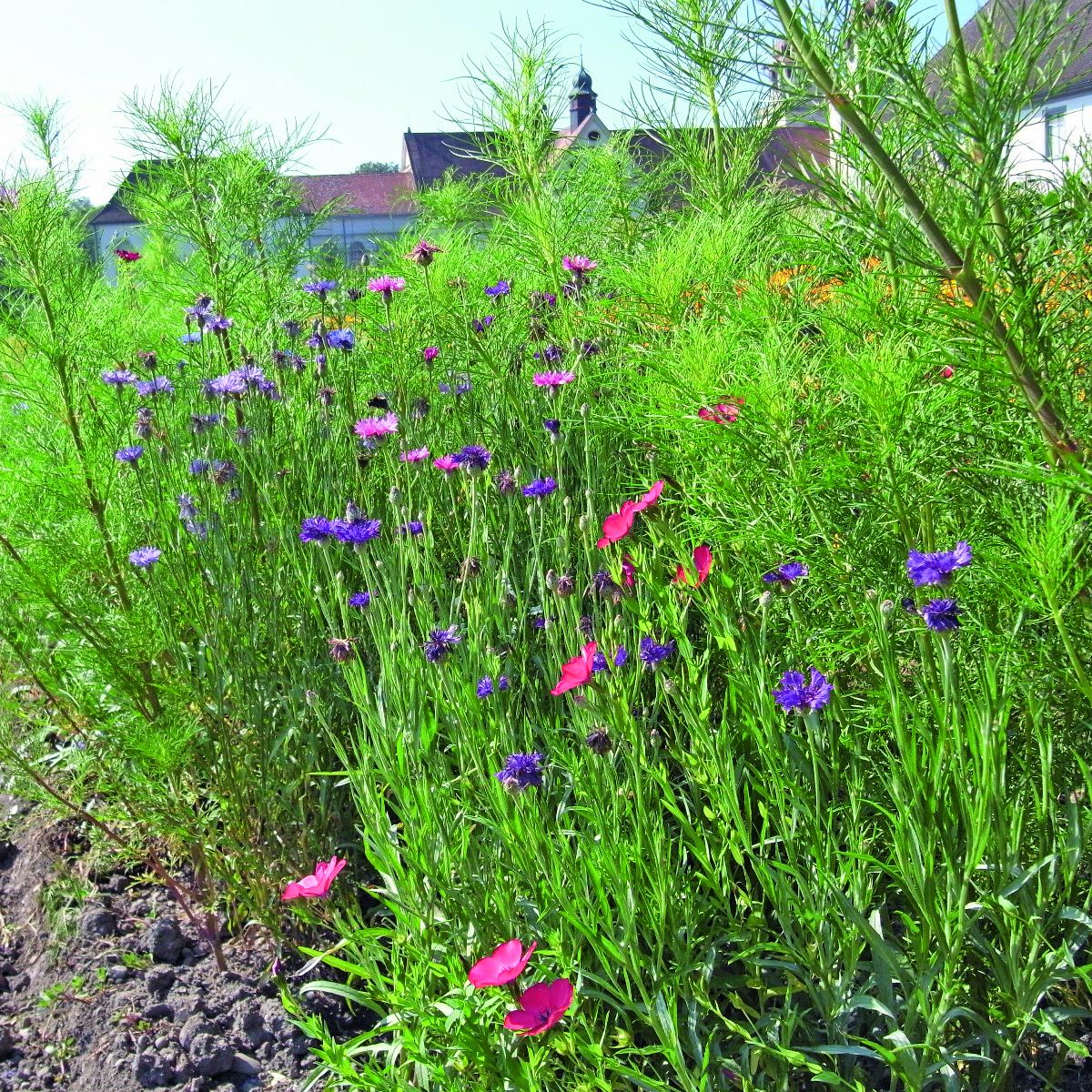 Wildblumenmischungen - Altes & historisches Saatgut