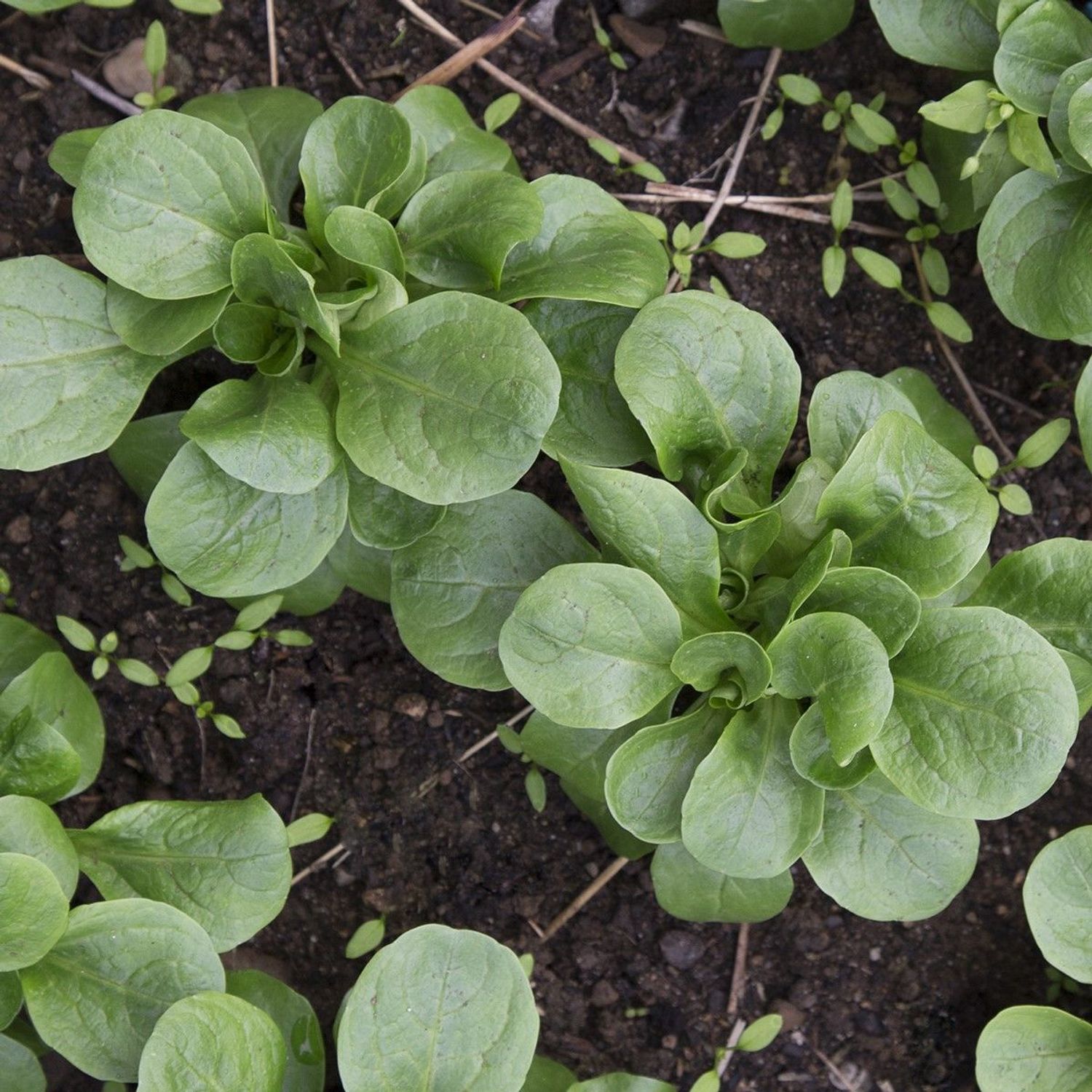 Étampes (Valerianella locusta) Samen