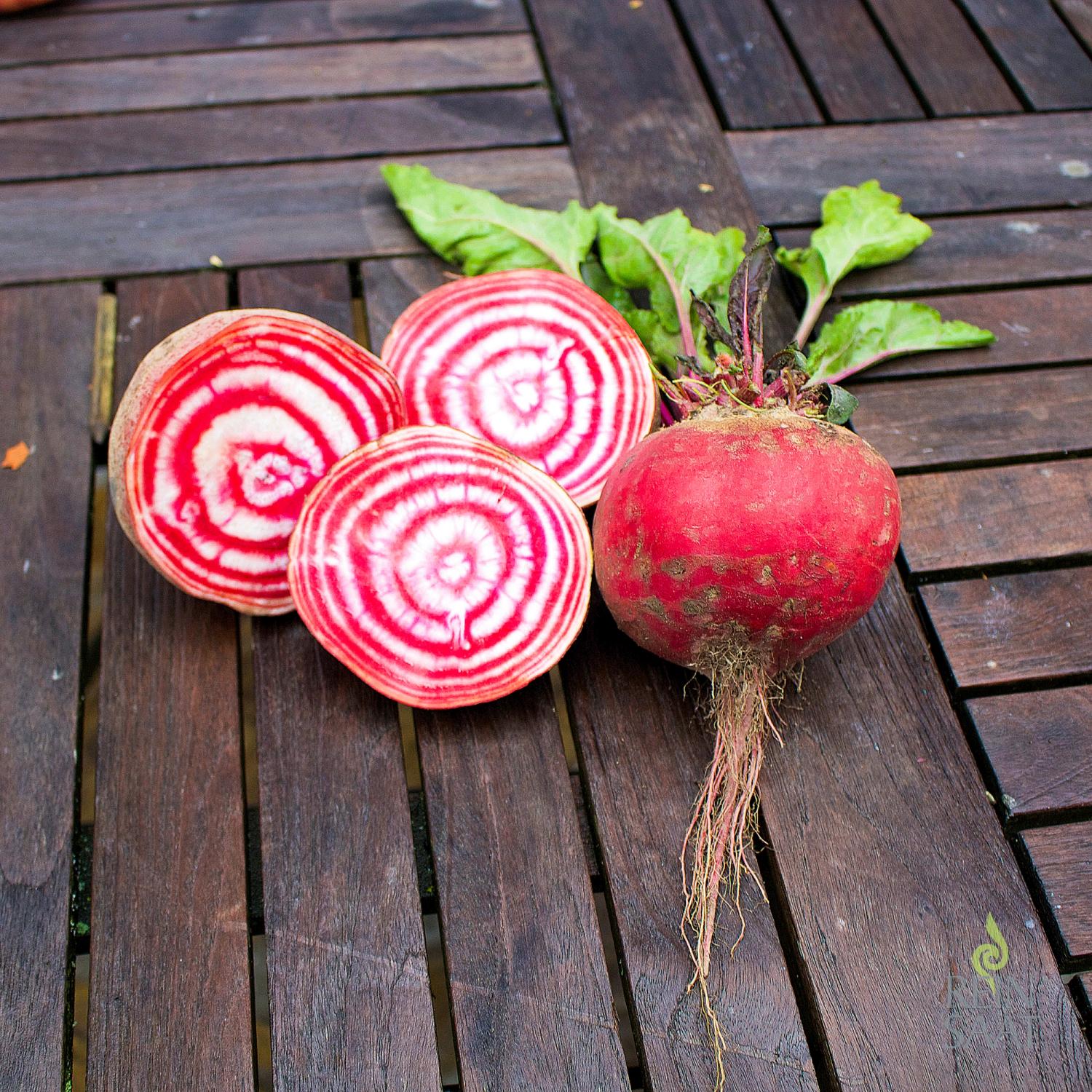 Tonda di Chioggia (Beta vulgaris L. var. conditiva) Samen