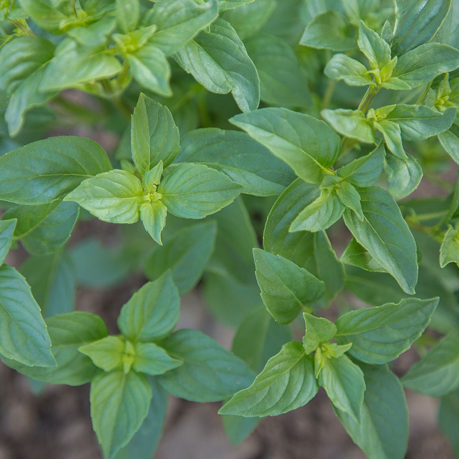 Zitronenbasilikum (Ocimum basilicum) Samen