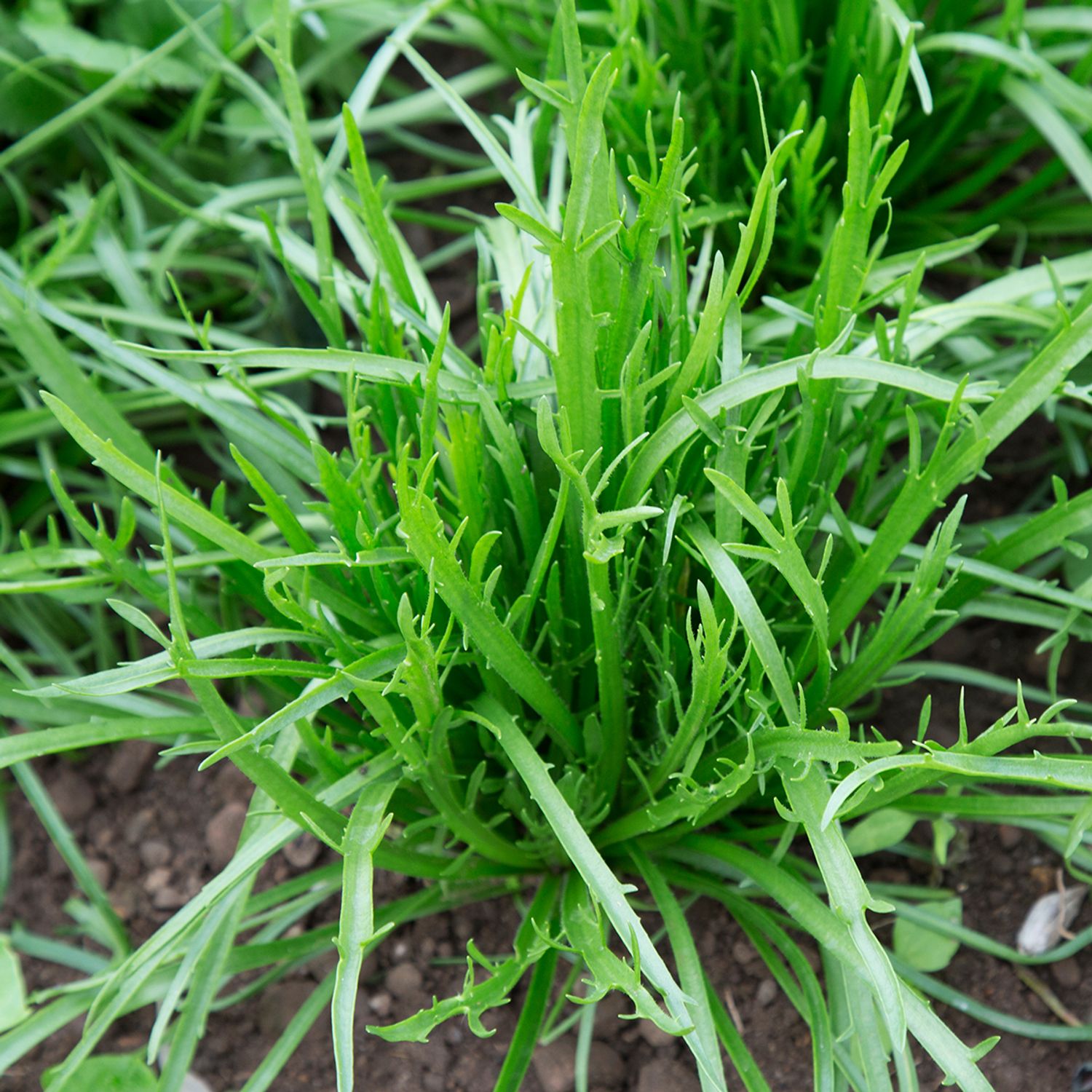 Hirschhornsalat (Plantago coronopus) Samen