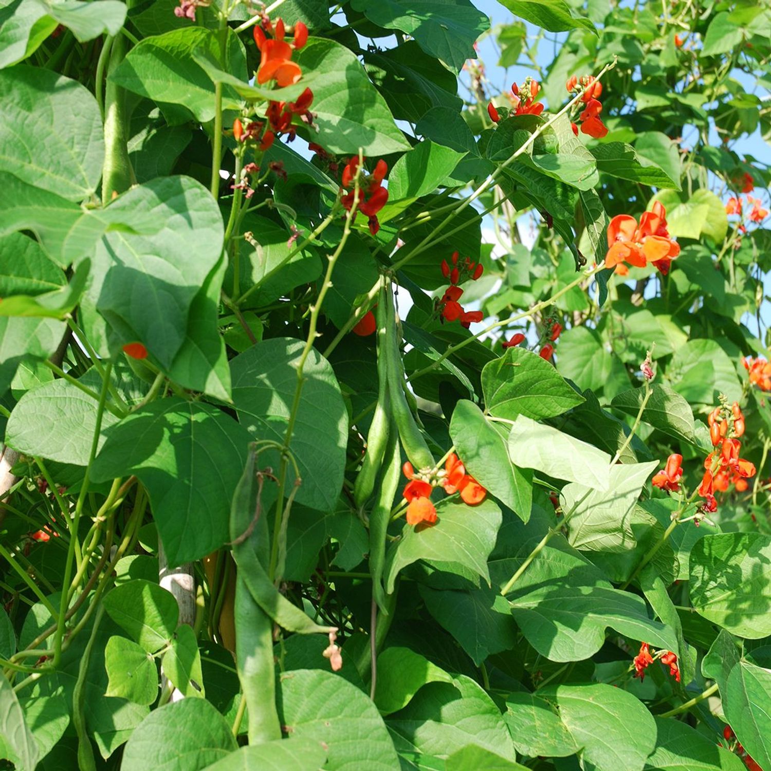 Scarlet Emperor (Phaseolus coccineus) Samen